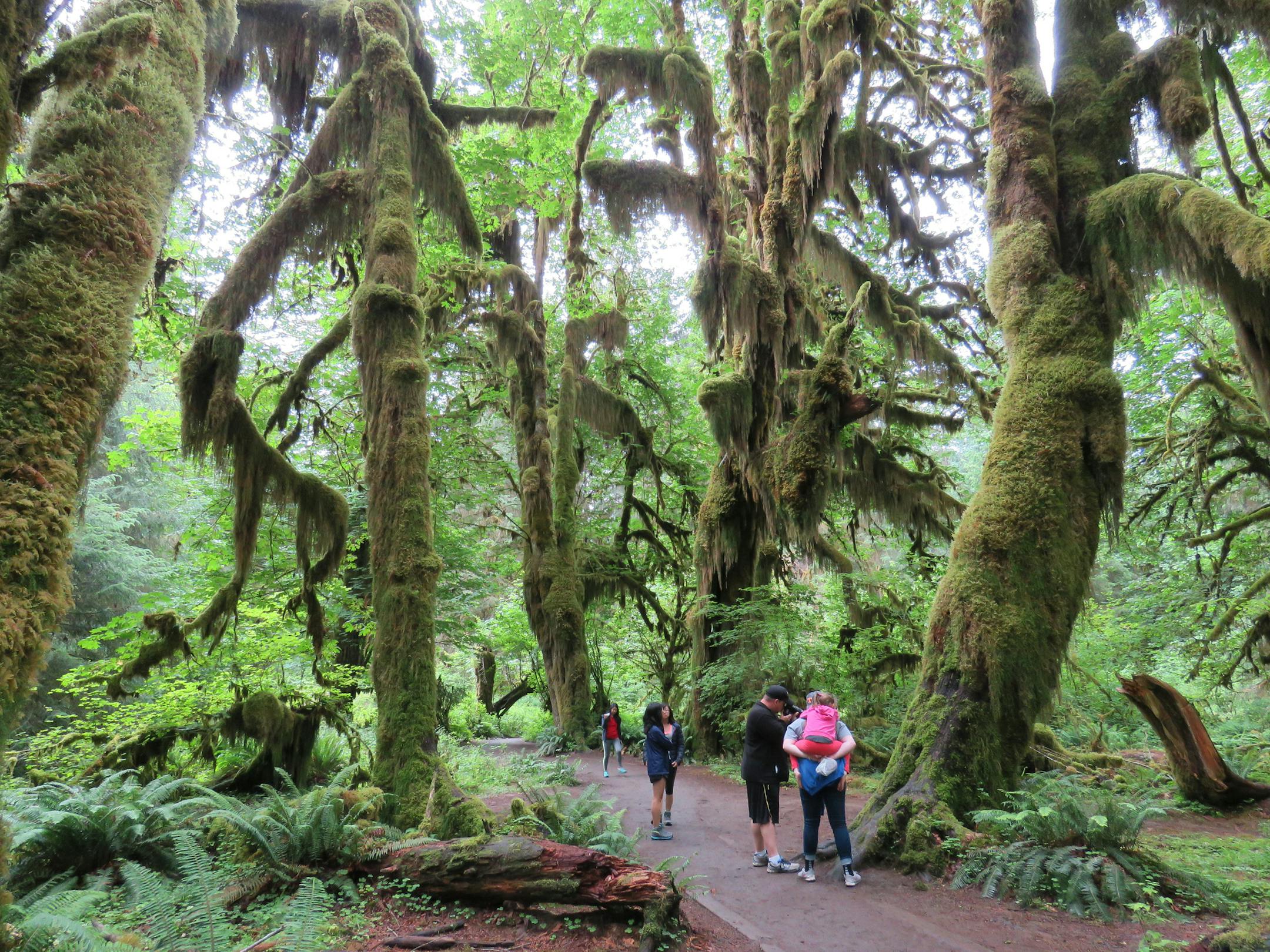 Photos by Lisa Meyers McClintick Olympic National Parkís mild temperatures and up to 14 feet of rain have nurtured the nationís most colossal specimens of Sitka spruce, Western red cedar, Pacific silver fir and Western hemlocks, which can be up to 1,000 years old. A rich fur of moss and lichens covers branches and trunks, carpeting the Hall of Mosses hike in every shade of green.