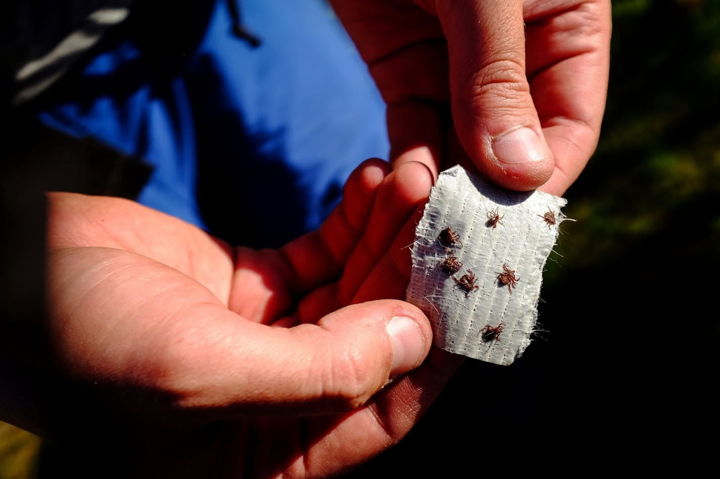 Seven of the roughly 100 ticks picked off two dogs during a trip to Glacial Lakes State Park in Minnesota.