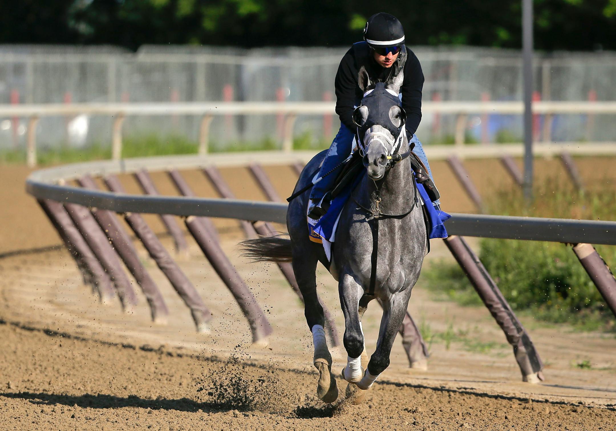Belmont Stakes hopeful Destin gallops around the training track at Belmont Park, Thursday, June 9, 2016, in Elmont, N.Y. Destin, trained by Todd Pletcher, will compete in the 148th running of the Belmont Stakes horse race on Saturday. (AP Photo/Julie Jacobson)