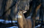 A 12-point whitetail buck appears unfazed by an approaching photographer in 2018.