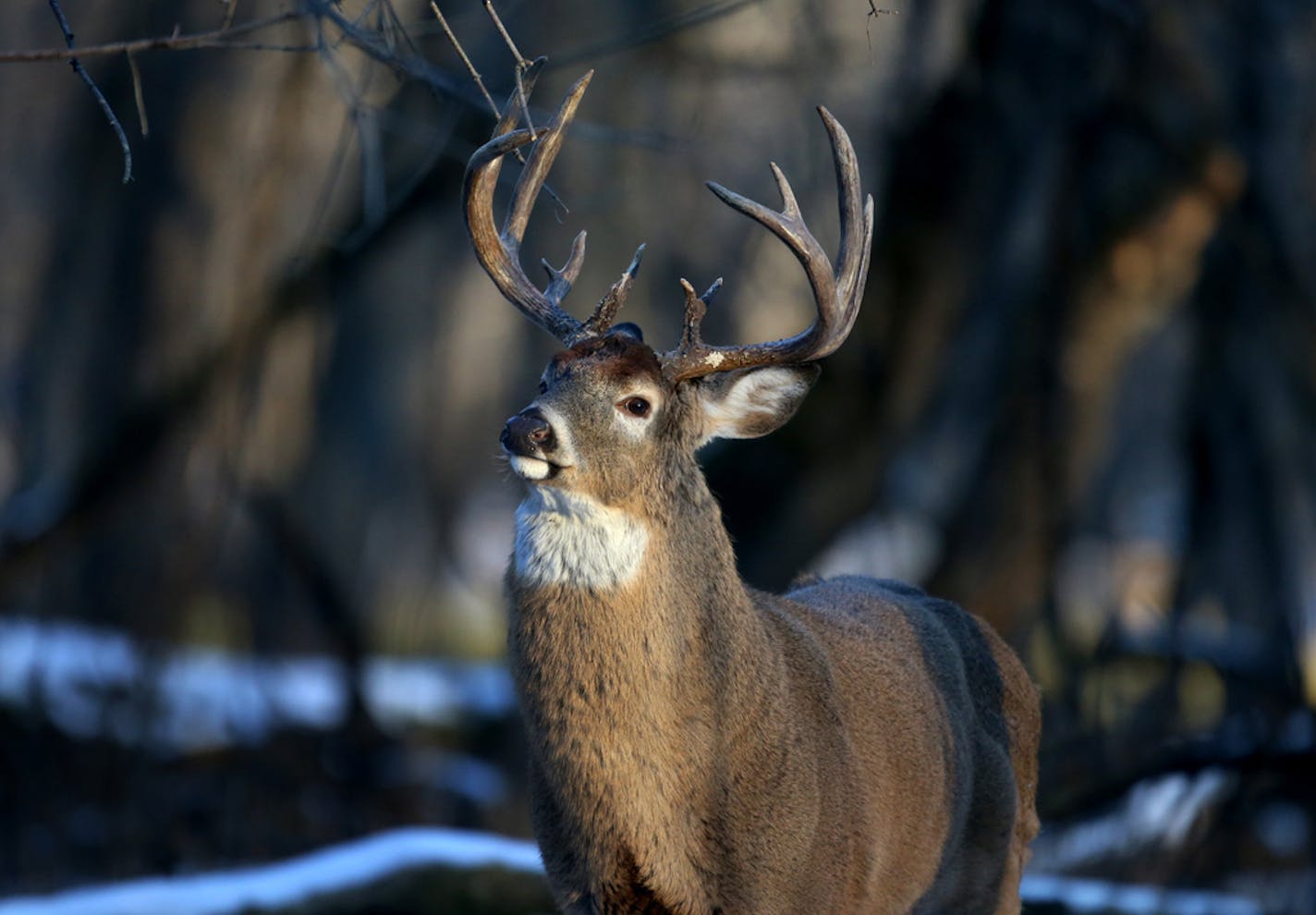 A 12-point whitetail buck appears unfazed by an approaching photographer in 2018.