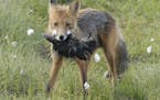 Jim Williams, special to the Star Tribune
A fox carries its dinner: a raven and a mouse.