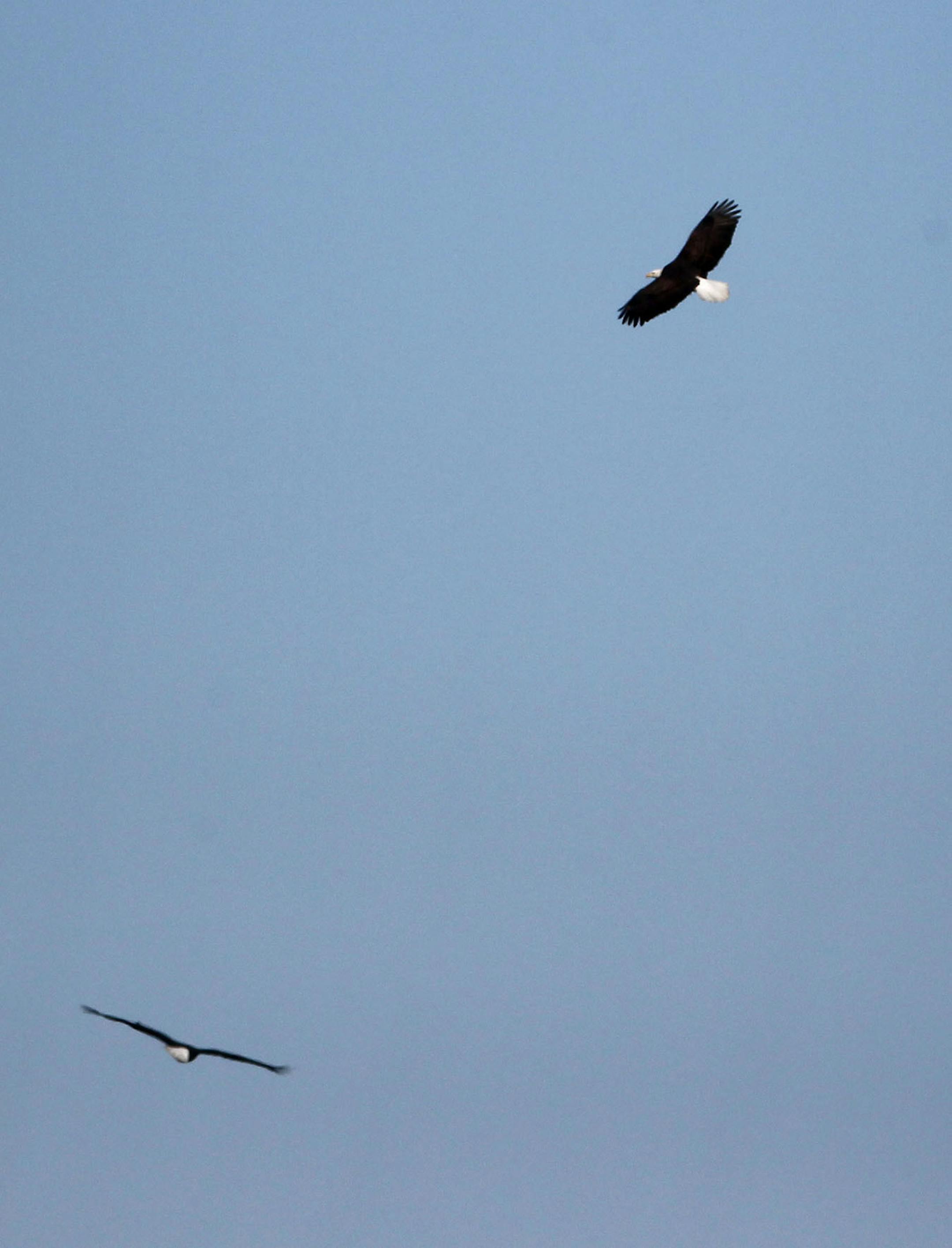A pair of bald eagles circle the water Wednesday, Jan. 7, 2015, on the Mississippi River in Red Wing, MN.](DAVID JOLES/STARTRIBUNE)djoles@startribune.com Bald eagles on Mississippi River