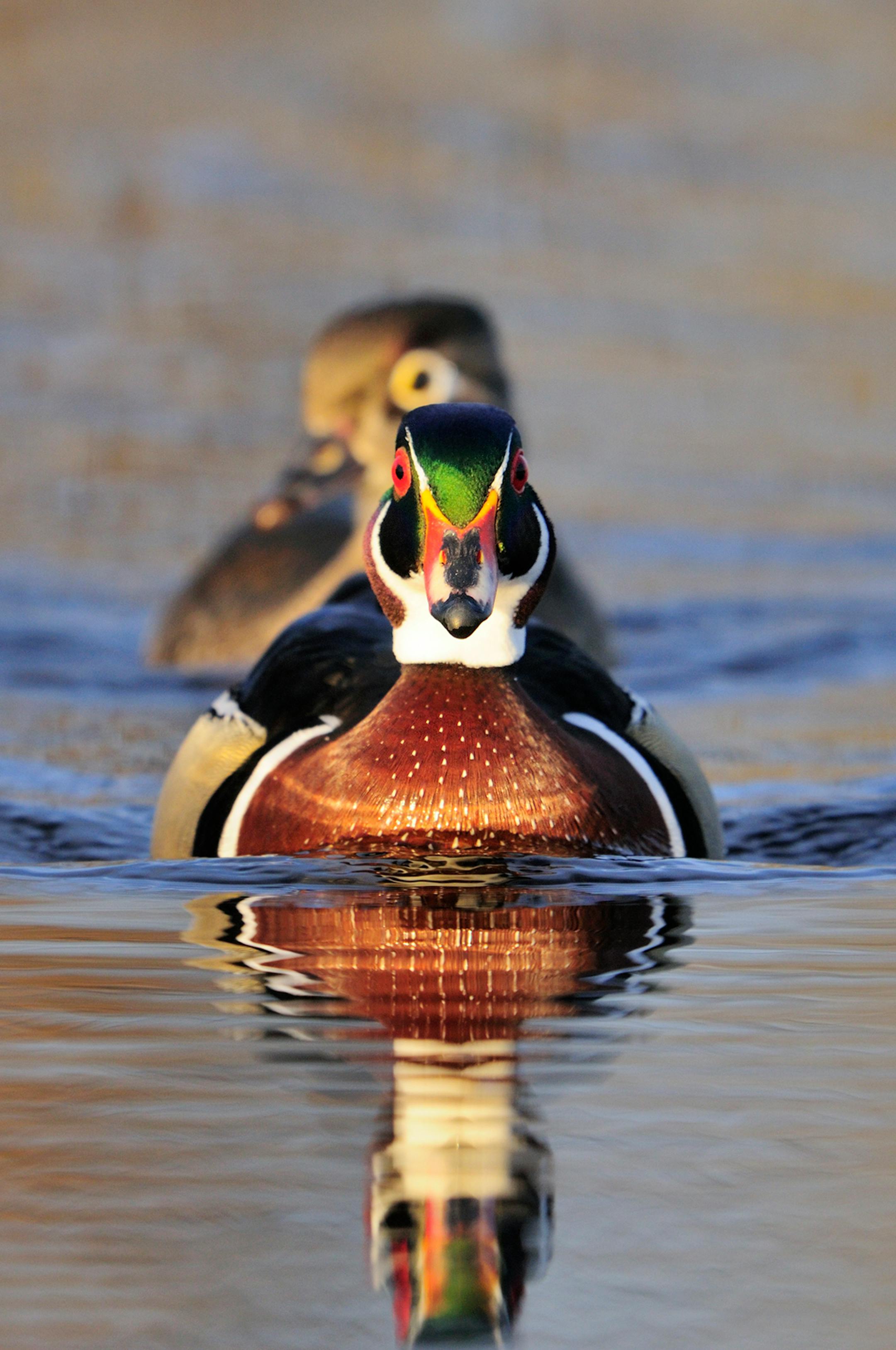 DO NOT USE! ONE-TIME USEAGE WITH BILL MARCHEL COPY ONLY! A male wood duck is the most colorful of all North American waterfowl. Even a wood duck's bill sports four colors; red, yellow, white and black.