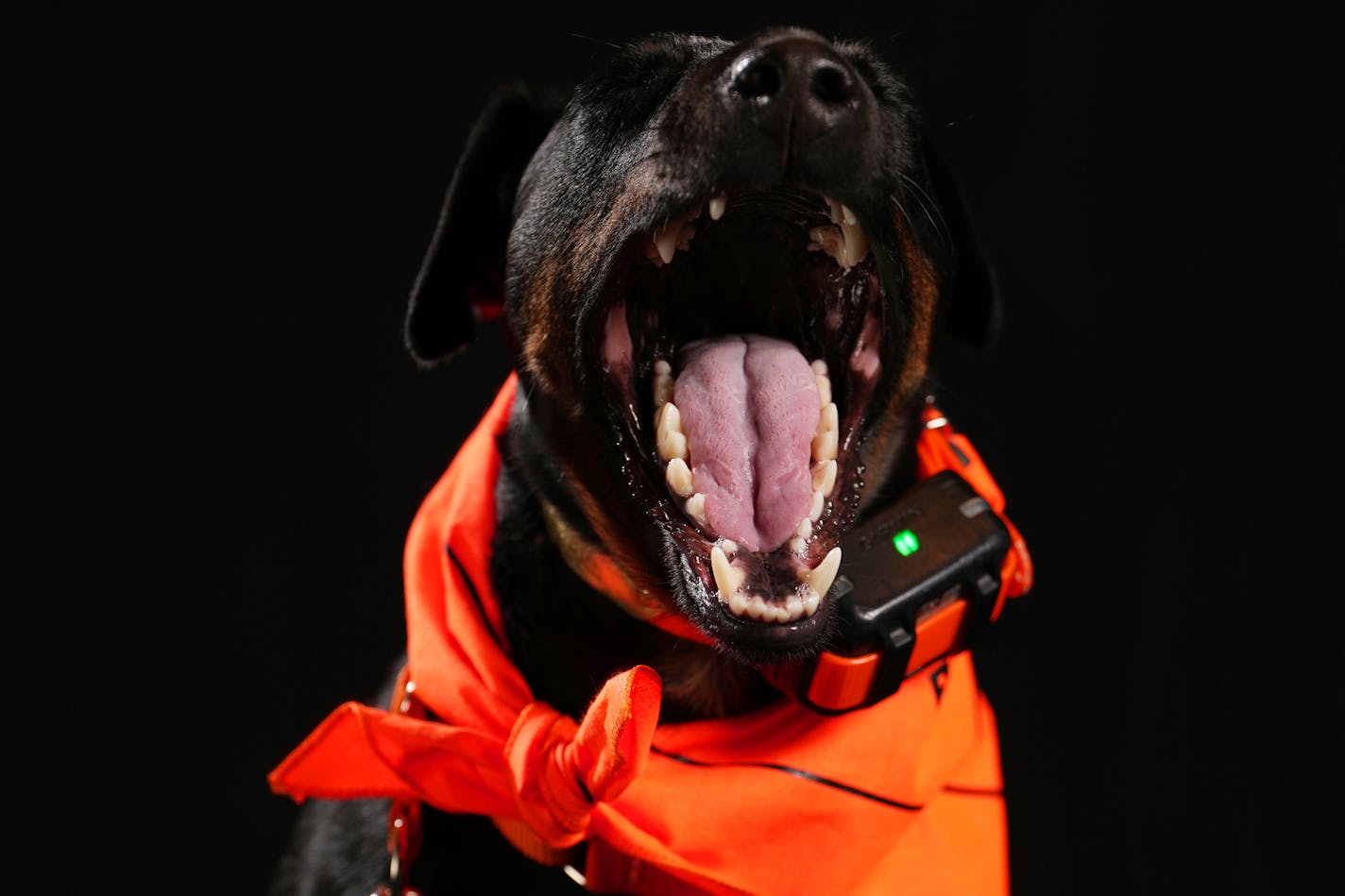 Little Miss, a 2-year-old Jagdterrier owned by Josh Flicek of Northfield, Minn. sits for a portrait ahead of the Bird Dog Parade during the National Pheasant Fest &amp; Quail Classic Friday, Feb. 17, 2023 at the Minneapolis Convention Center in Minneapolis. ] ANTHONY SOUFFLE • anthony.souffle@startribune.com