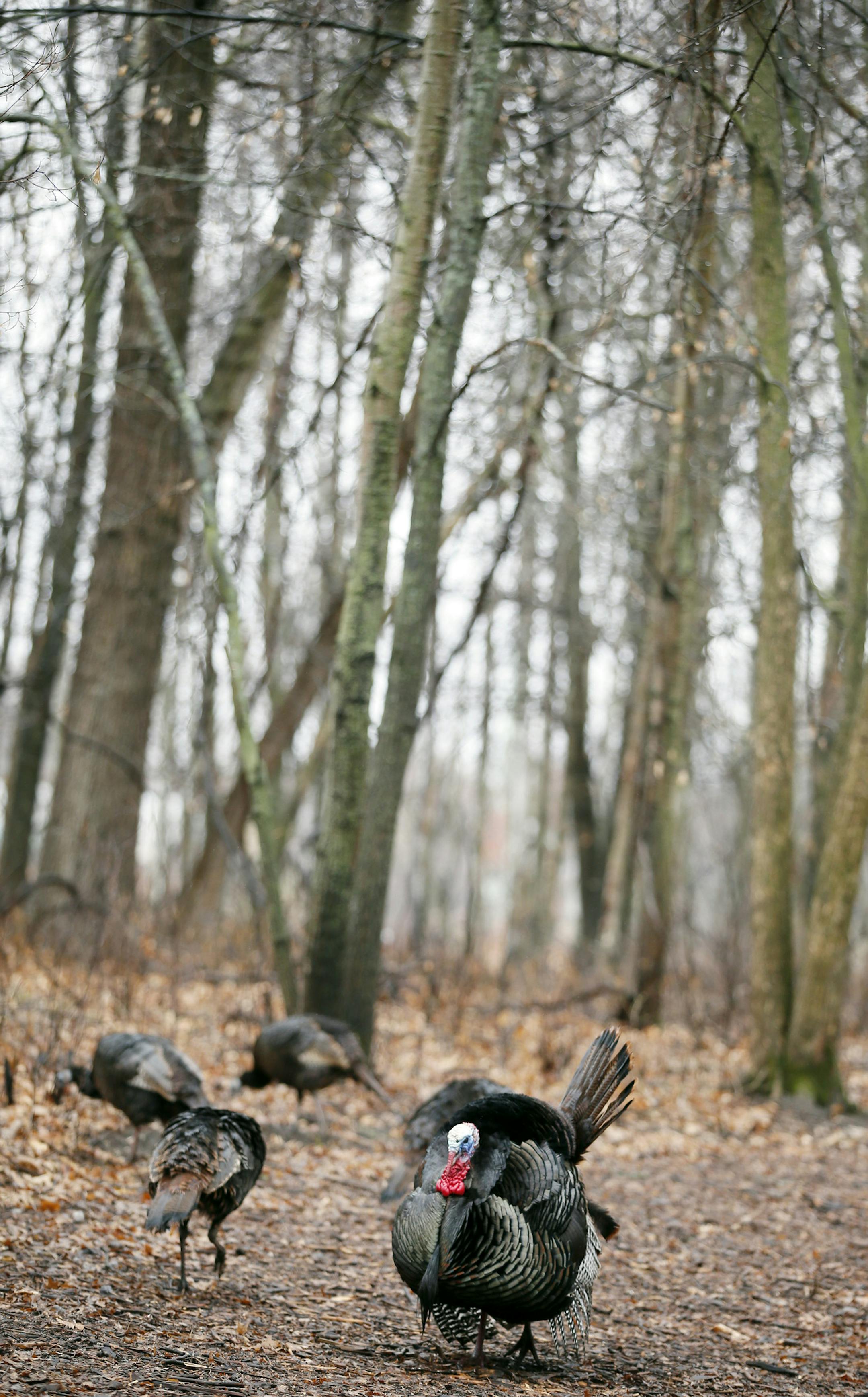 Turkeys stooded on the trails early Thursday morning. A small group of birdwatchers looked for migratory birds at the Springbrook Nature Center Thursday April l9, 2015 in Fridley, Minnesota. ] Jerry Holt/ Jerry.Holt@Startribune.com