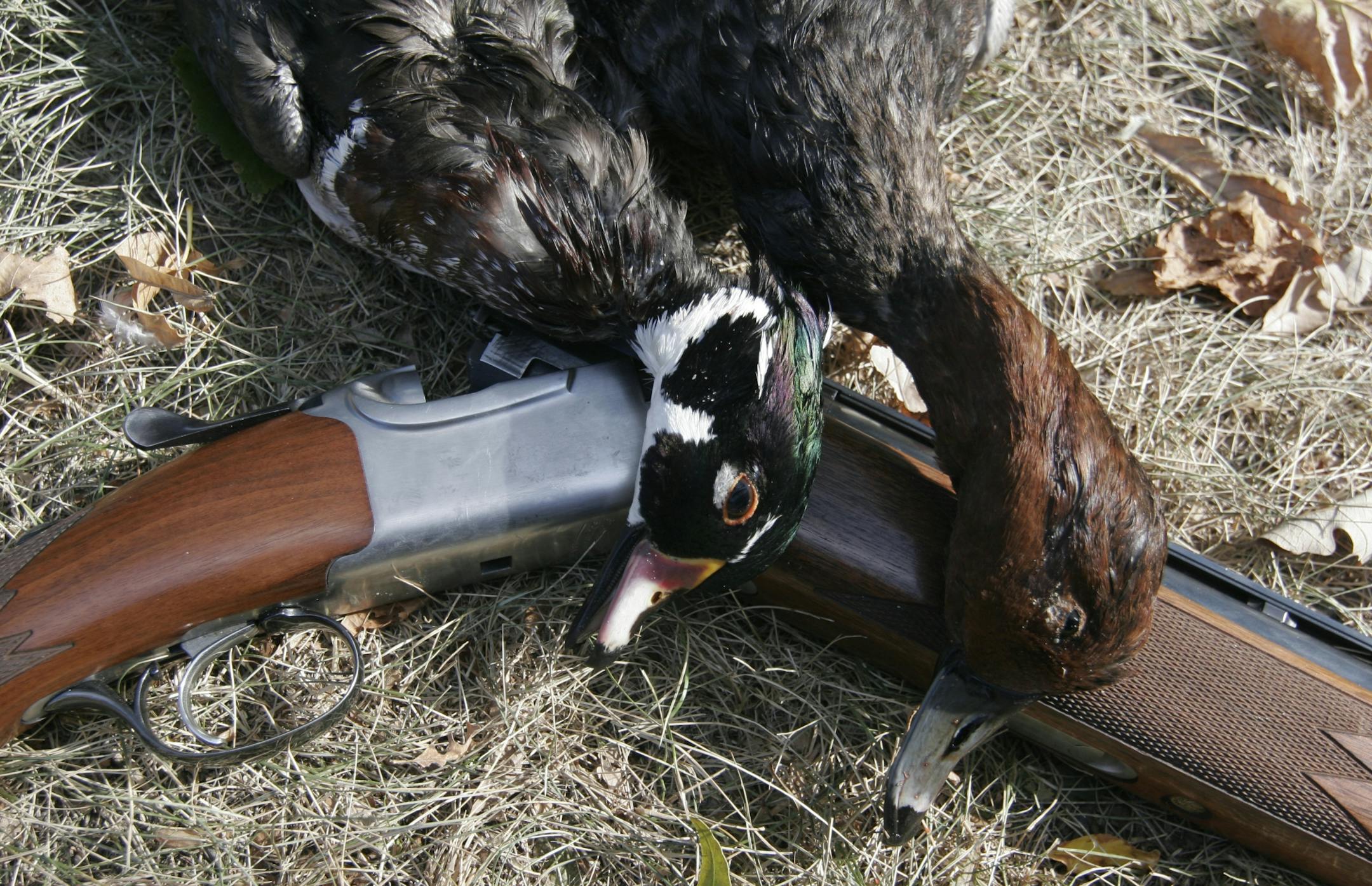 Doug Smith/Star Tribune; Sept. 22, 2012; A wood duck and a redhead were among the ducks baged at one duck camp on Lake Christina on Saturday.