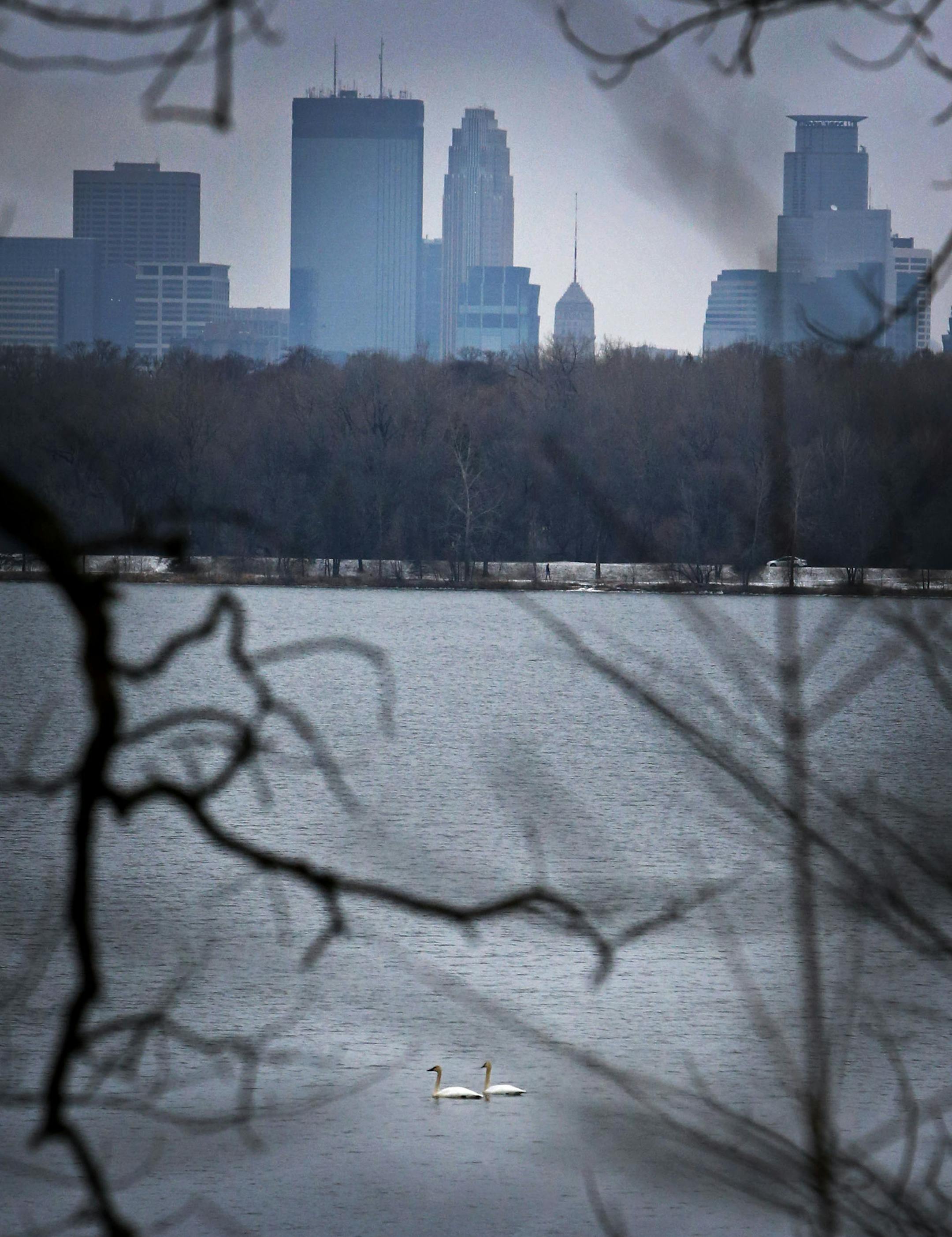 Swans on Lake Harriet float freely on the ice-free water on Christmas Day Dec. 25, 2015.](DAVID JOLES/STARTRIBUNE)djoles@startribune.com