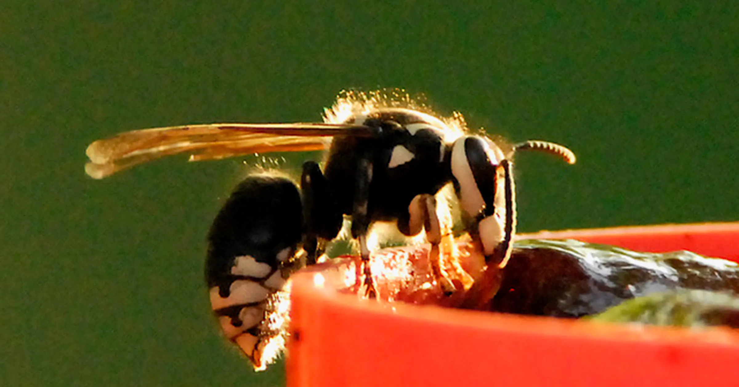 Hornets are sending Minnesotans to the ER — and into party mode