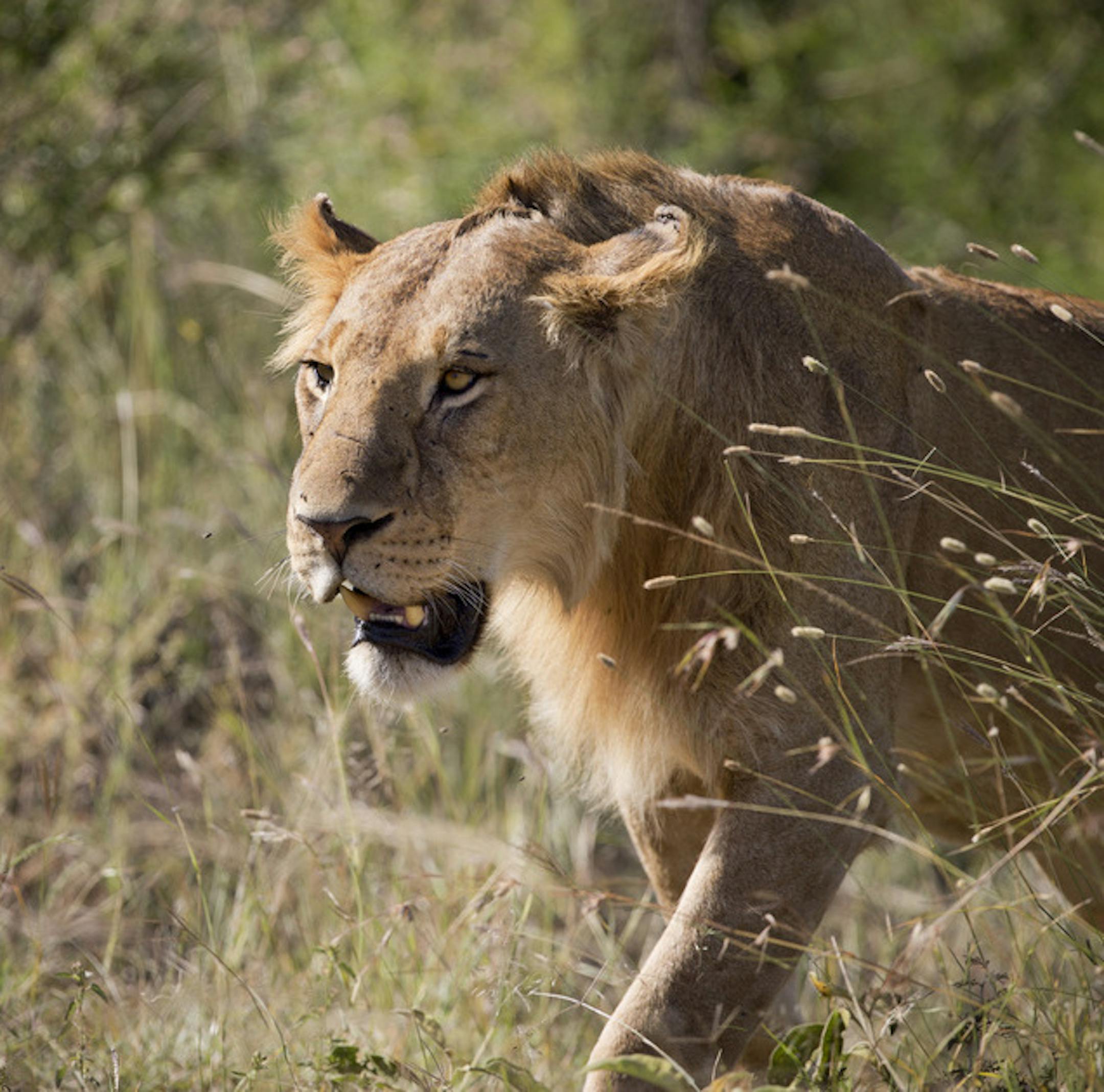 In this photo taken Monday, July 6, 2015, a lion prowls for potential prey in the afternoon near to a river in the Maasai Mara, south-western Kenya. (AP Photo/Ben Curtis)