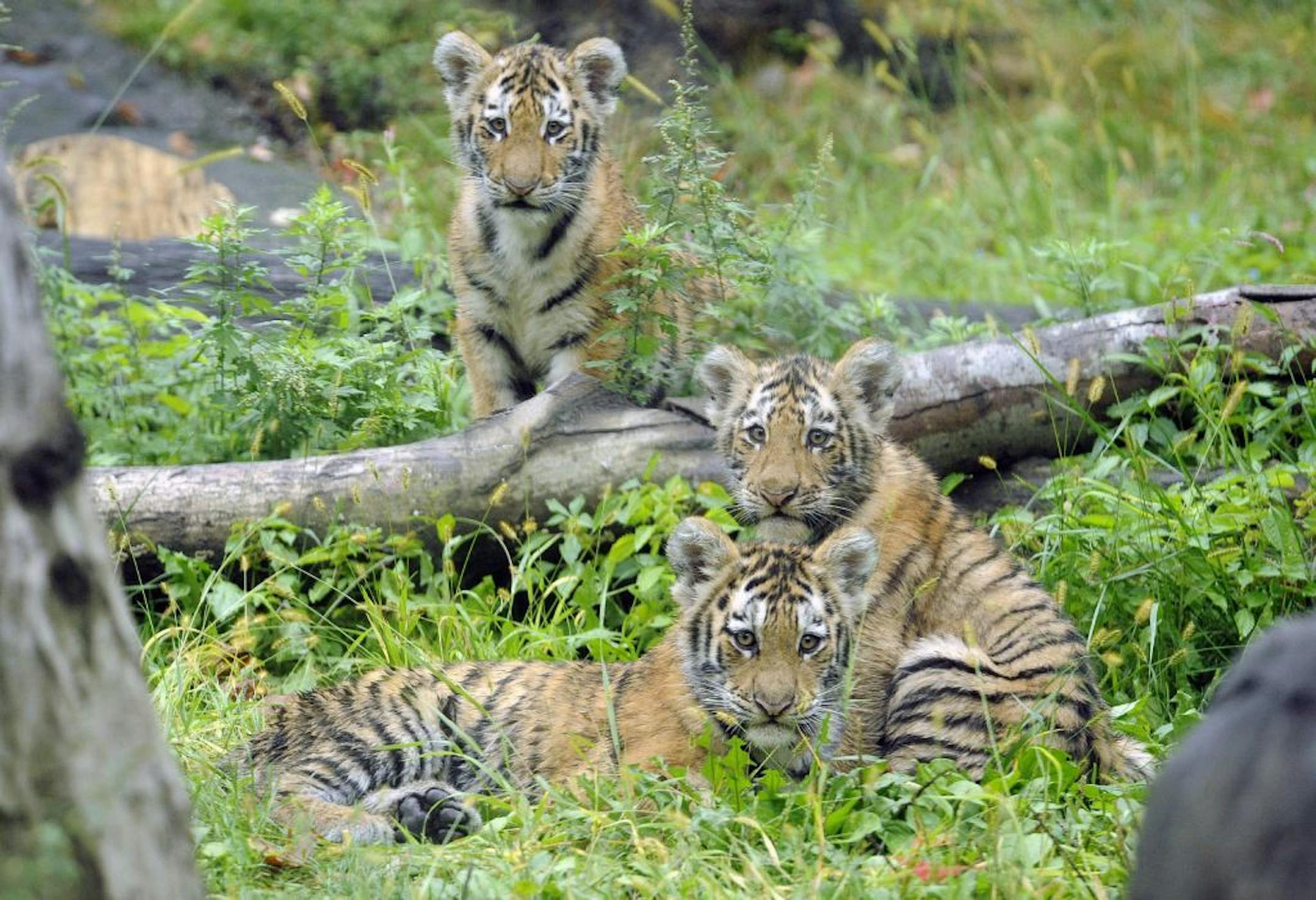 FILE- In this Sept. 20, 2010 photo provided by the Wildlife Conservation Society, three Amur tiger cubs rest by a fallen tree limb at the Tiger Mountain exhibit at the Bronx Zoo in New York. New York police say a man on Friday, Sept. 21, 2012, climbed into an exhibit at the Bronx Zoo and has been mauled by a tiger and lost a leg.