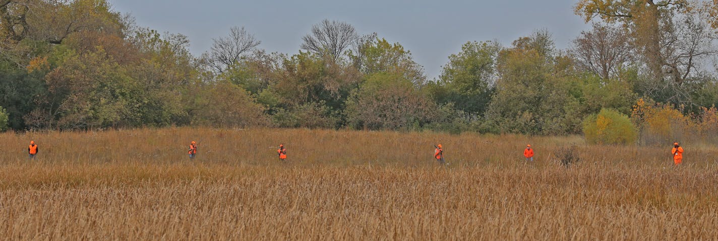 A group of hunters look for pheasants while hiking a state wildlife management area on Saturday near Marshall. Gov. Mark Dayton was a few hundred yards from the hunters, "posting,'' and looking for a possible shot at any rooster that might flush from cover.