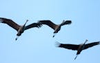 Sandhill cranes fly into Sherburne National Wildlife Refuge for the night Wednesday, Oct. 24, 2018, in Minneapolis, MN. By the middle of October, the 