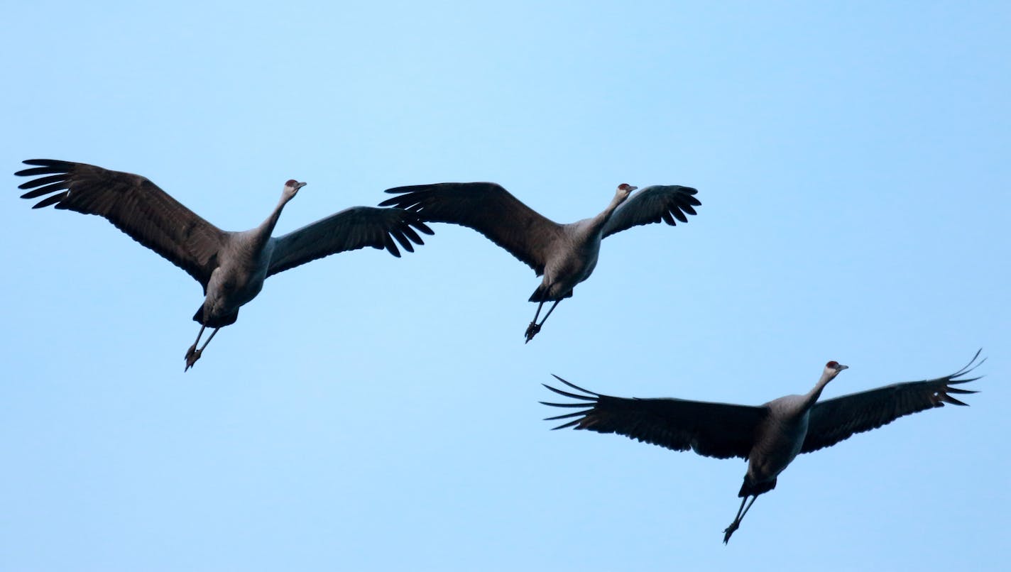 Sandhill cranes fly into Sherburne National Wildlife Refuge for the night Wednesday, Oct. 24, 2018, in Minneapolis, MN. By the middle of October, the refuge hosts thousands of cranes as they roost at night in refuge wetlands, and then fly out to area croplands to forage during the day.