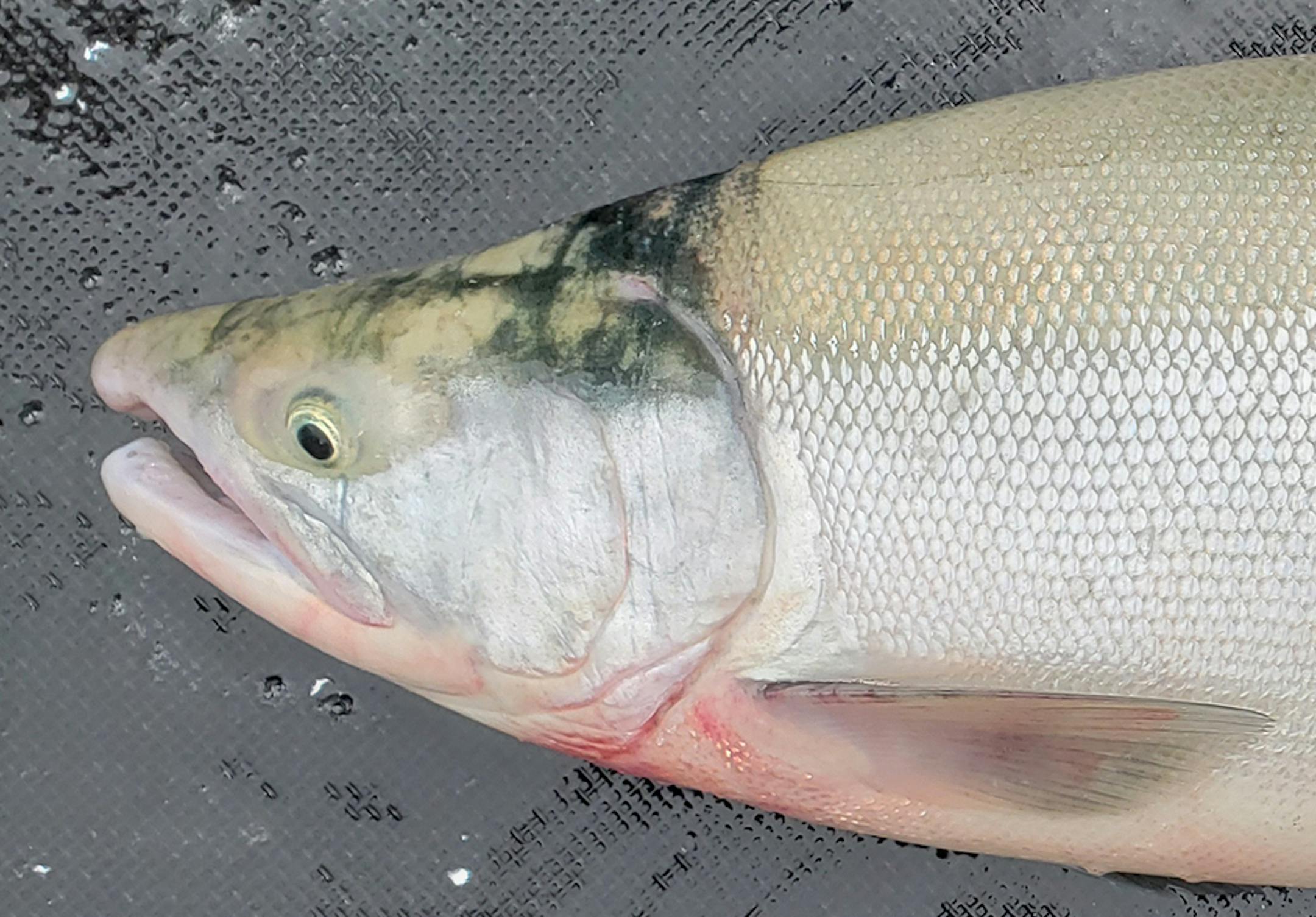 Sockeye salmon on the dock in Bristol Bay, Alaska.