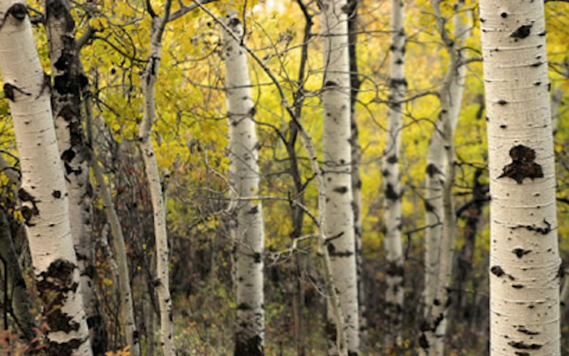 A patch of Aspen trees show their yellow autumn finery.