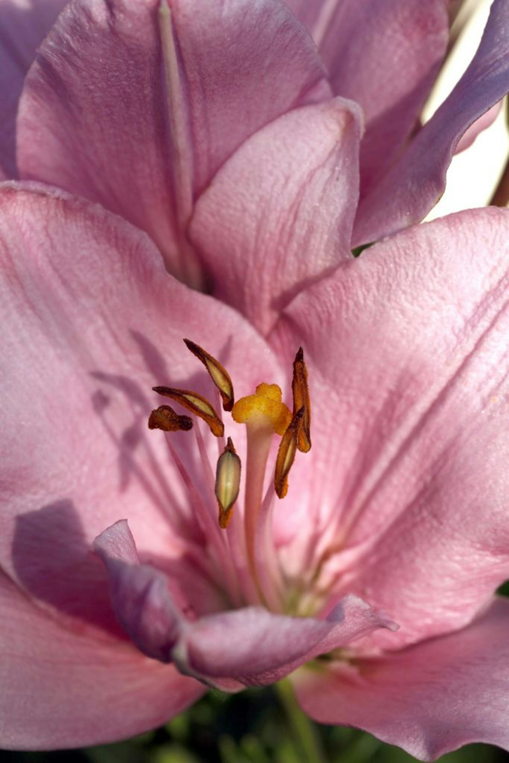 Joan Gorman's lost her trees to disease, so she transformed her shade garden into a sunny landscape. A variety of Daylily which is a member of the lily family.