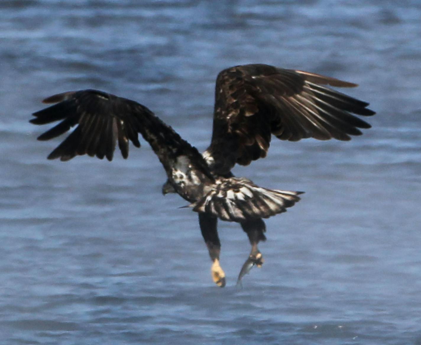 An immature bald eagle grabs a fish from the water Wednesday, Jan. 7, 2015, on the Mississippi River in Red Wing, MN.](DAVID JOLES/STARTRIBUNE)djoles@startribune.com Bald eagles on Mississippi River