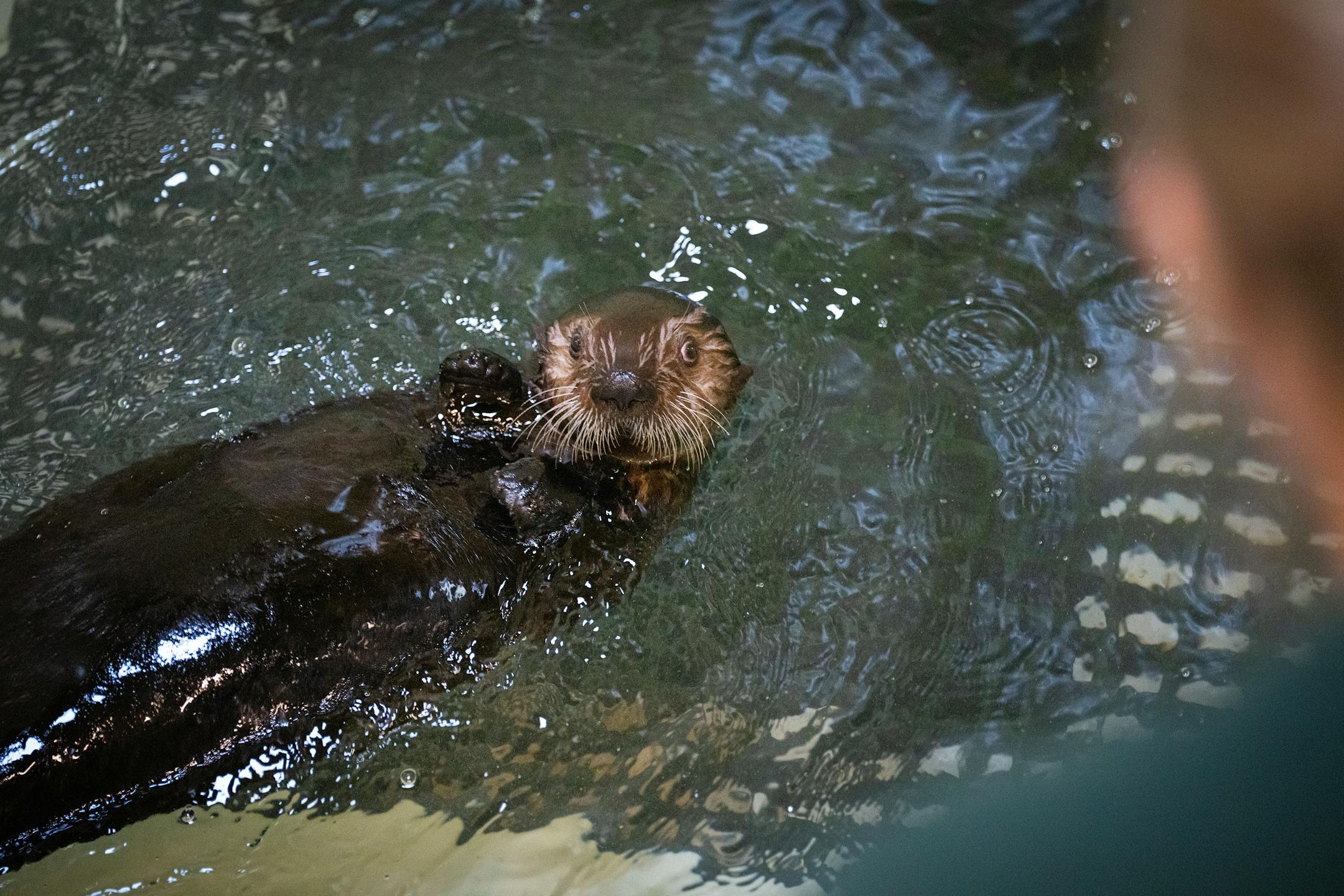Denali, a four-to-five month old otter pup, keeps an eye on zookeeper Christine Stich during a feeding and training session at the Minnesota Zoo in Apple Valley, Minn., on Wednesday, Oct. 25, 2023.