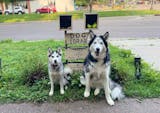Two huskies stare at the camera intently while sitting in front of a few signs attached to a a stand holding boxes containing tennis balls and dog treats. There are little shelves for sticks from tree branches. The signs say "Dog Library," "Take or Leave a Treat/Ball" and "In Loving Memory of Deb"