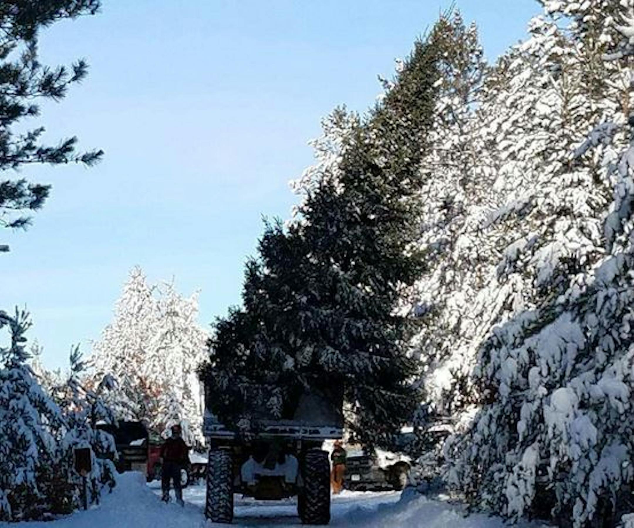 Foresters from the state Department of Natural Resources cut down the 25-foot-tall balsam fir on Monday. Credit: State Department of Natural Resources