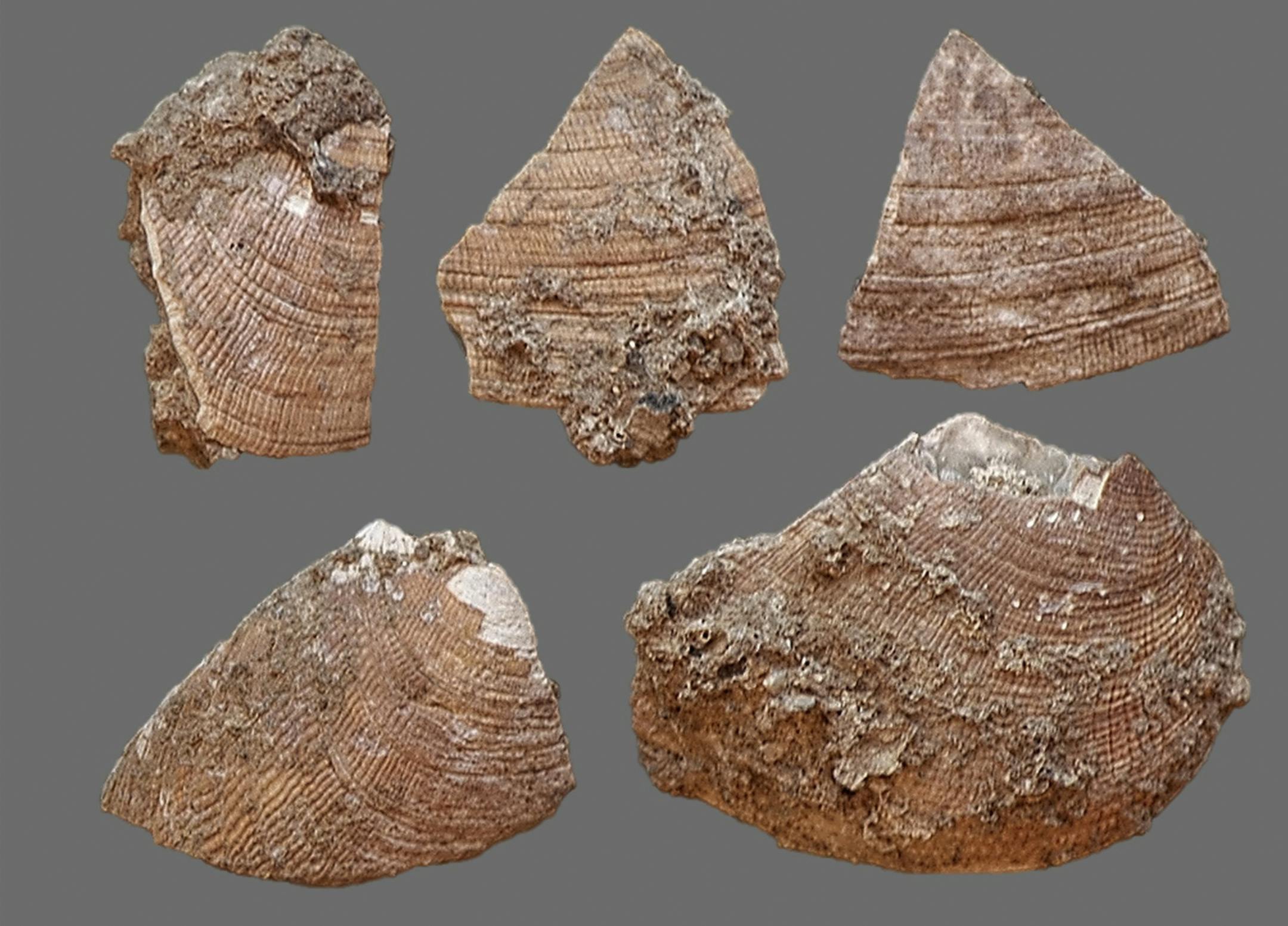In an undated handout photo, Palourde clam fragments recovered from a site in Portugal. Scientists say that a discovery in a seaside Portuguese cave further challenges popular images of Neanderthals as meat-eating brutes. (Zilhao et al. Science, 2020 via The New York Times) -- NO SALES; FOR EDITORIAL USE ONLY WITH NYT STORY SCI NEANDERTHALS FISH BY NICOLAS ST. FLEUR FOR MARCH 30, 2020. ALL OTHER USE PROHIBITED. --