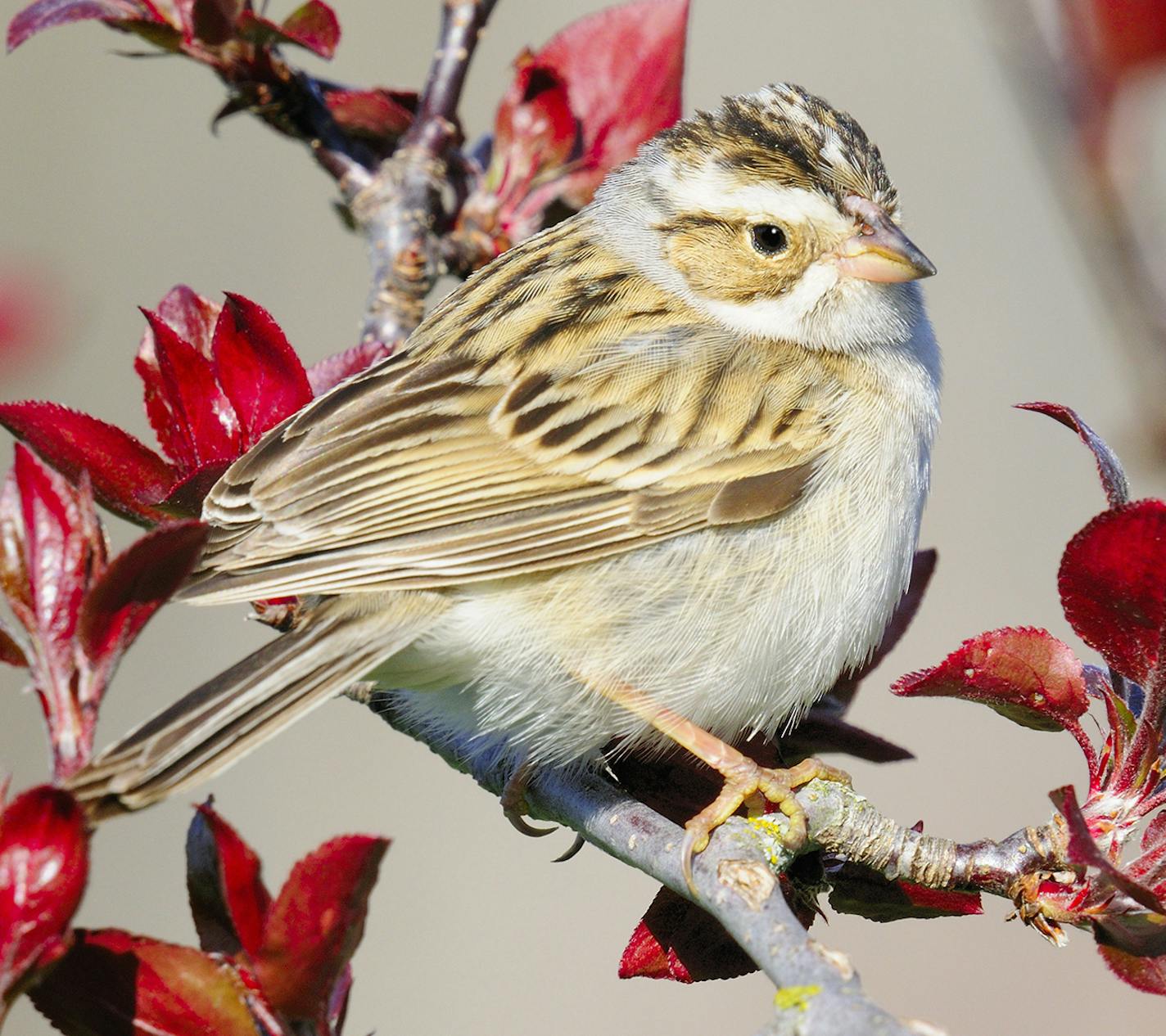 Clay-colored Sparrow is perched in a crab apple tree sporting new leaves.