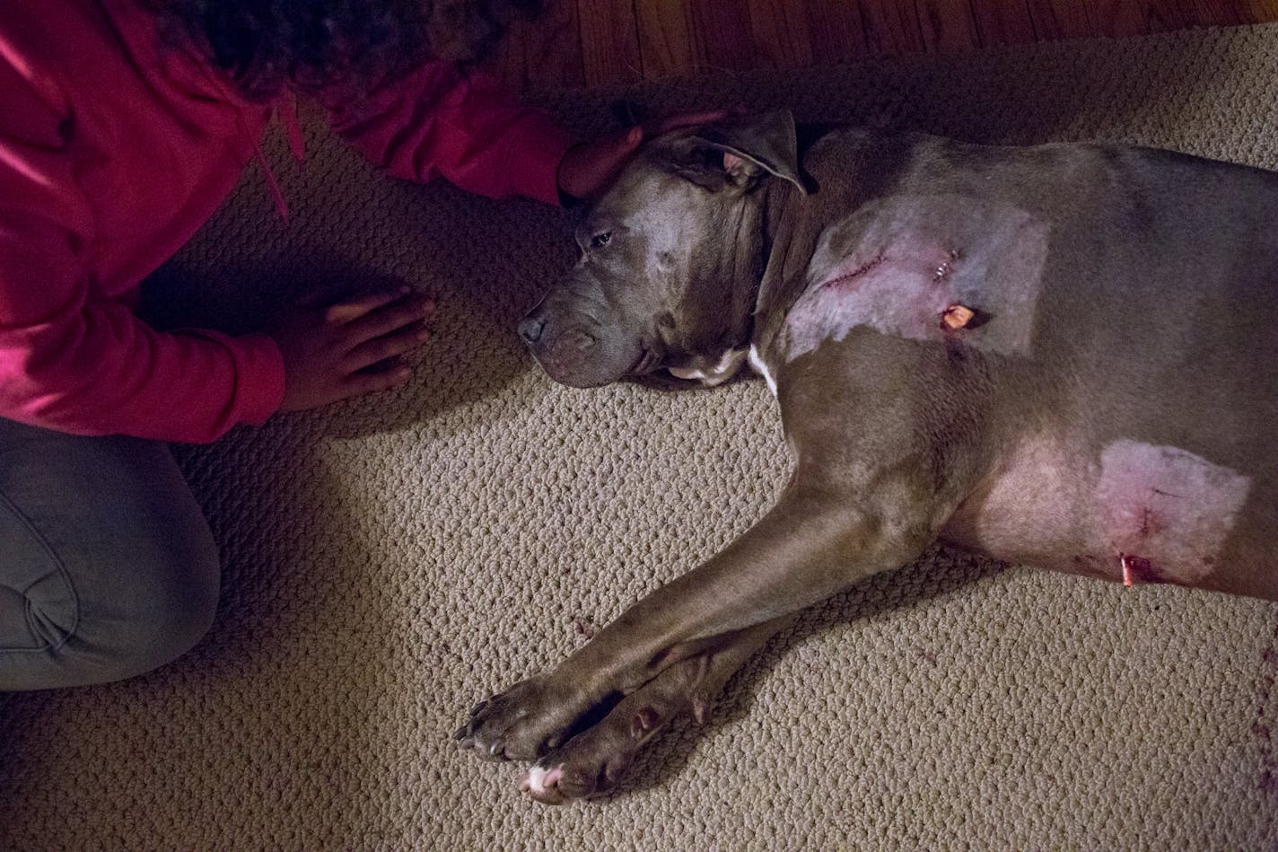 Vanessa Edwards, 13, pets Rocko after he returned home from surgery on his gunshot wounds. Edwards witnessed the shooting of her dogs from the upstairs window.