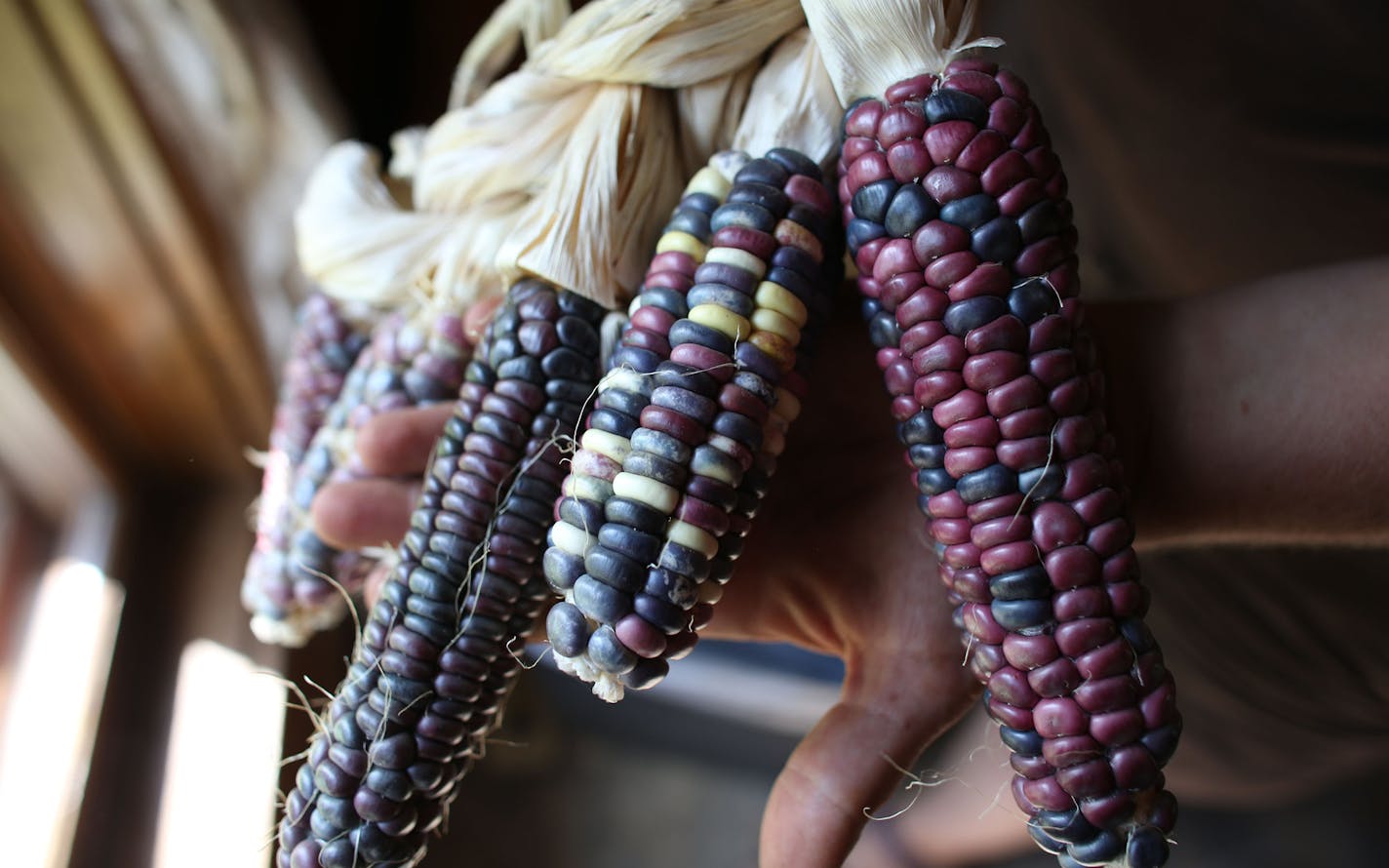 Rebecca Yoshino, director of the Shakopee Mdewakanton's gardens, held Dakota Corn in her hands. ] (KYNDELL HARKNESS/STAR TRIBUNE) kyndell.harkness@startribune.com Heritage gardens for the Shakopee Mdewakanton community in Shakopee Min., Tuesday, August, 19, 2014.