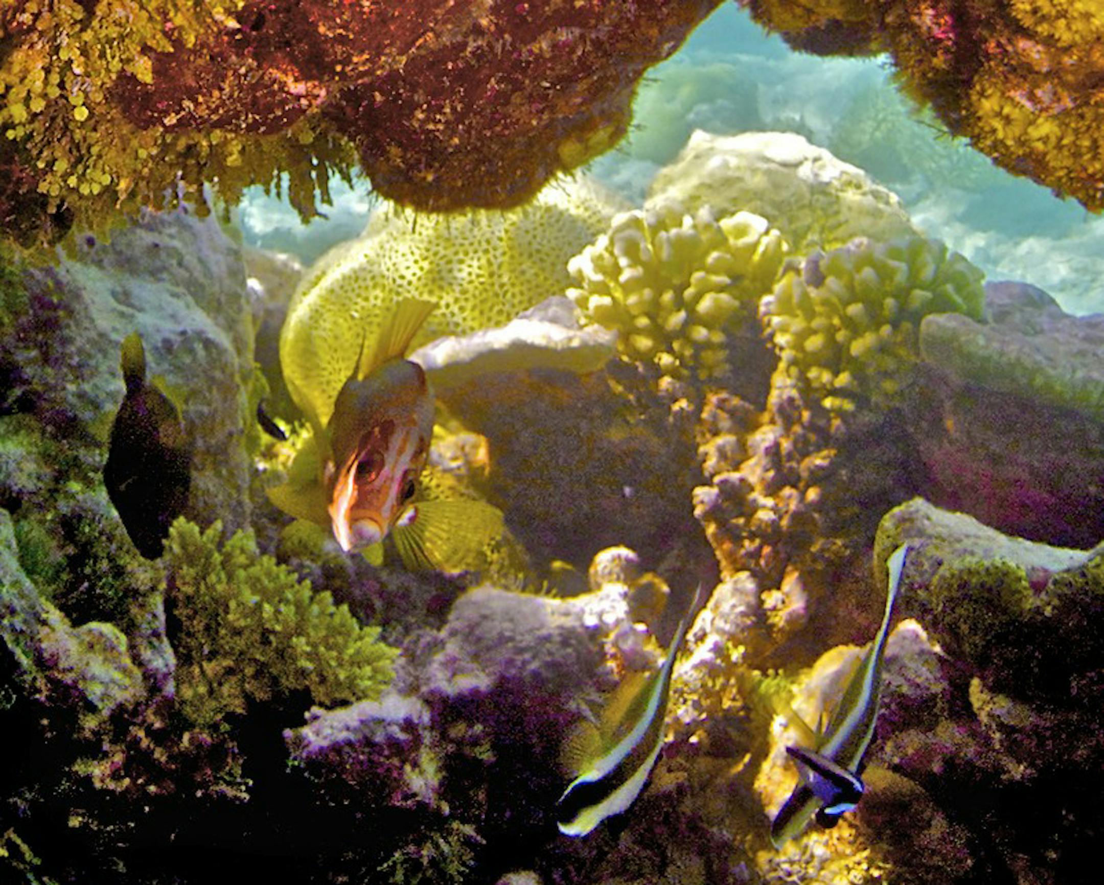 This is a shallow and healthy reef at Suwarrow atoll, some of the small amount of remaining healthy coral that we found there, where much of the coral is dying.