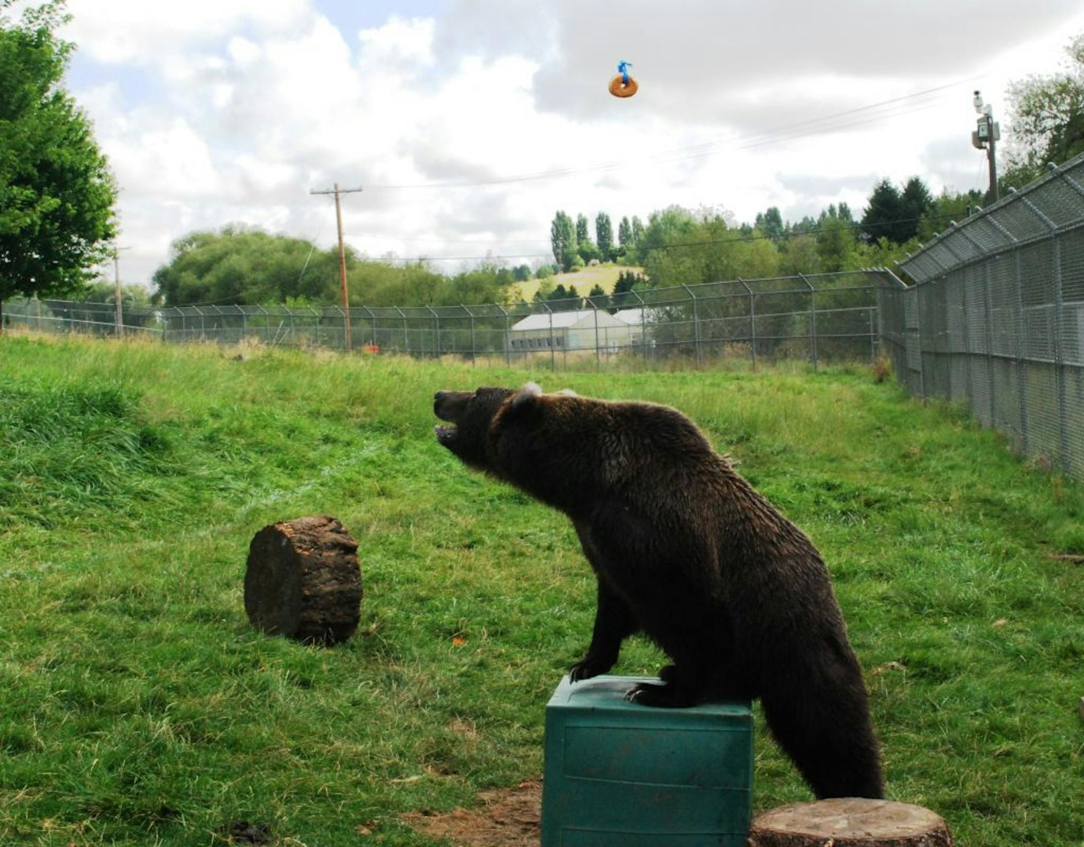 This photo provided by Washington State University shows 9-year-old Kio using a plastic box as a foot stool at WSU's Bear Research Education and Conservation Center in Pullman, Wash., Aug. 14, 2014.