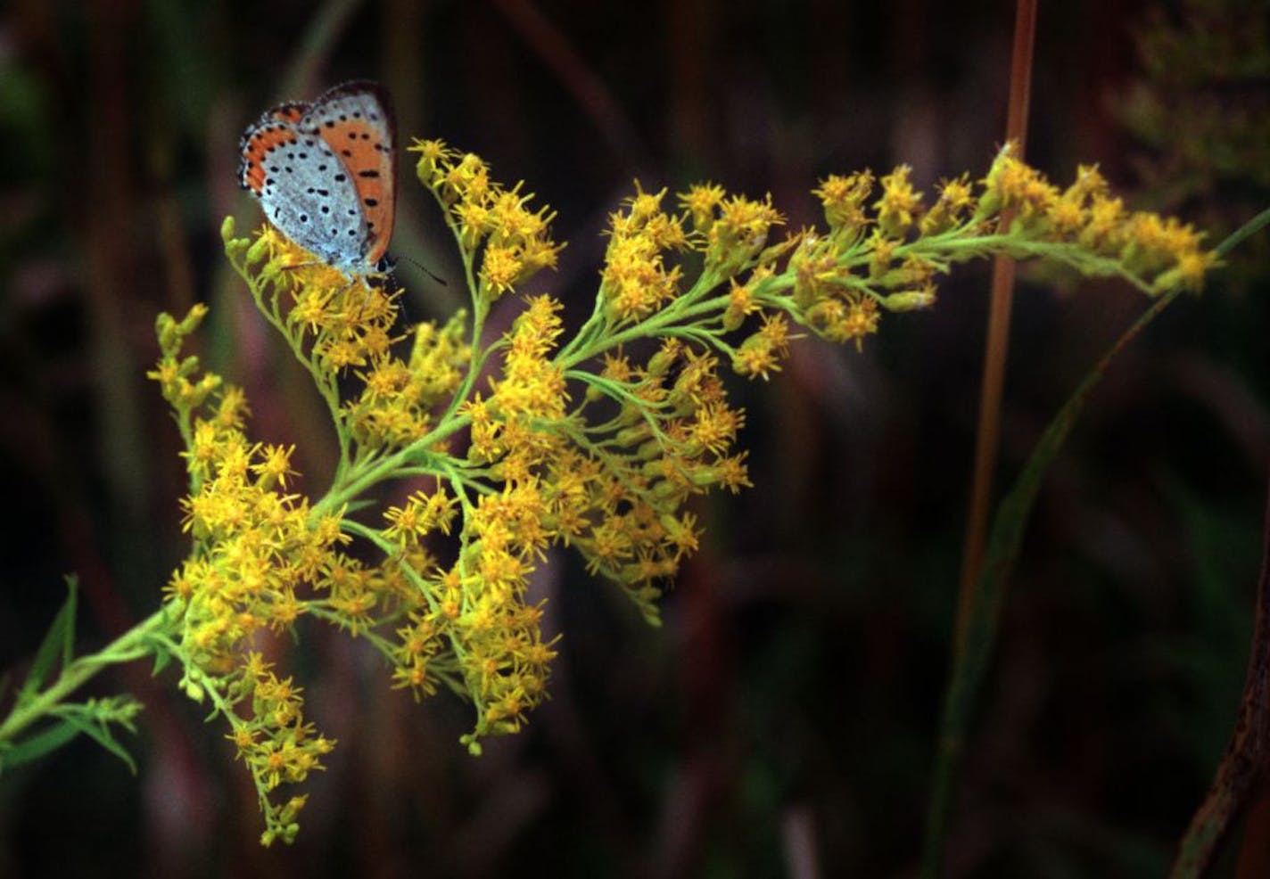 A bronze copper butterfly rested on goldenrod at Elm Creek Park Reserve