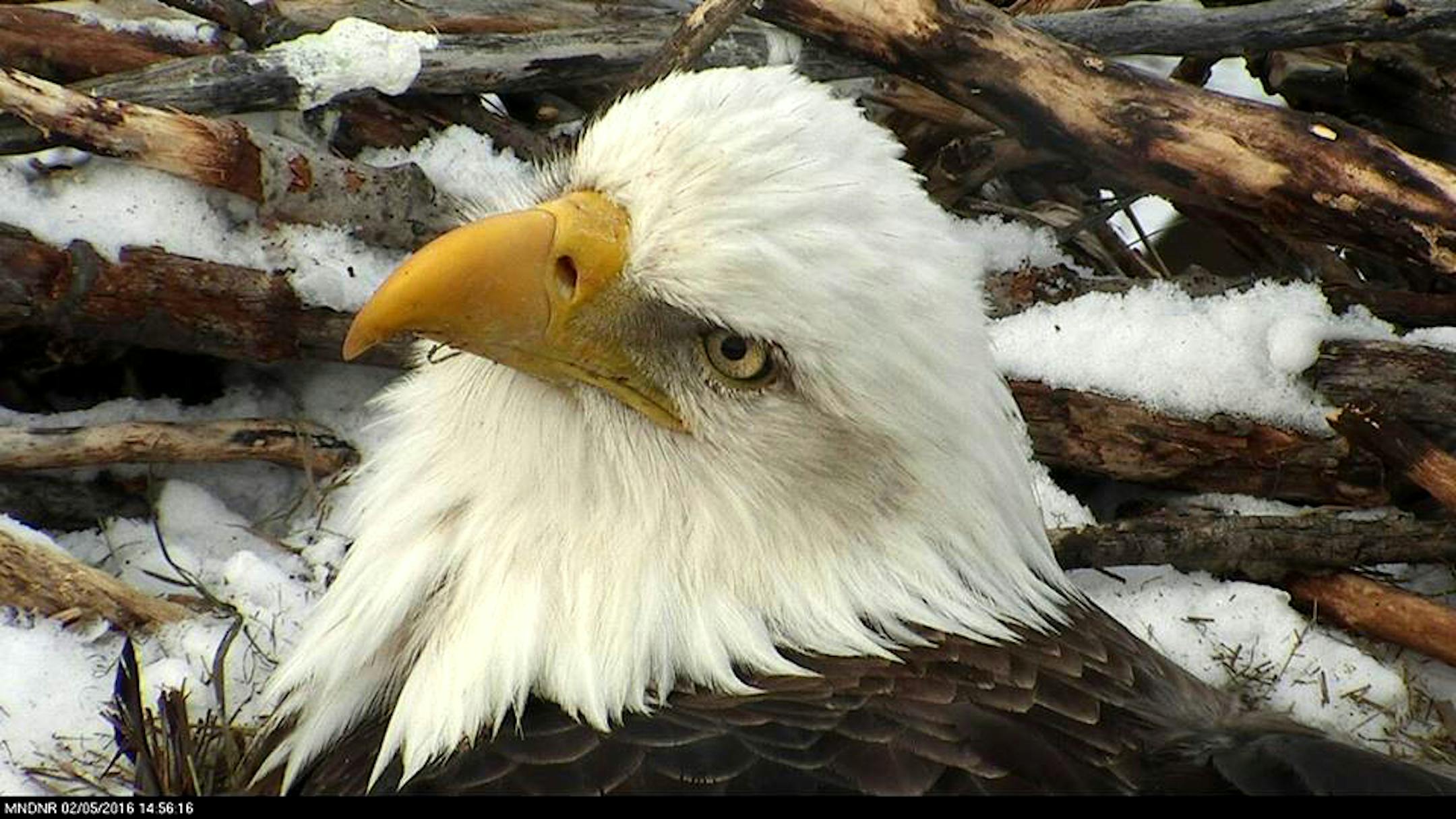A screen grab from the EagleCam.