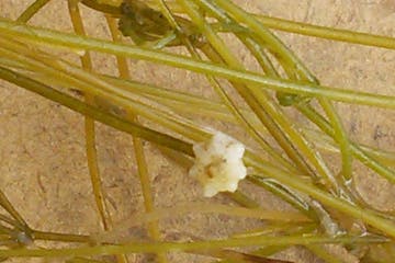 Starry stonewort