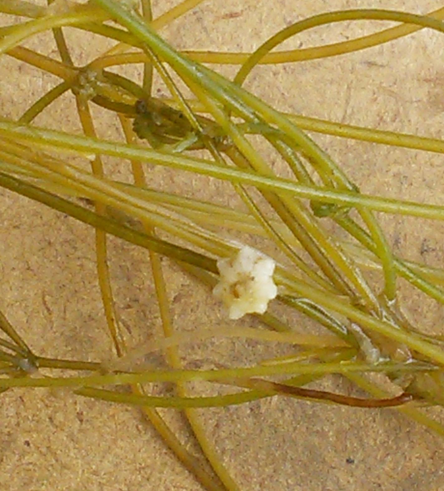 Starry stonewort