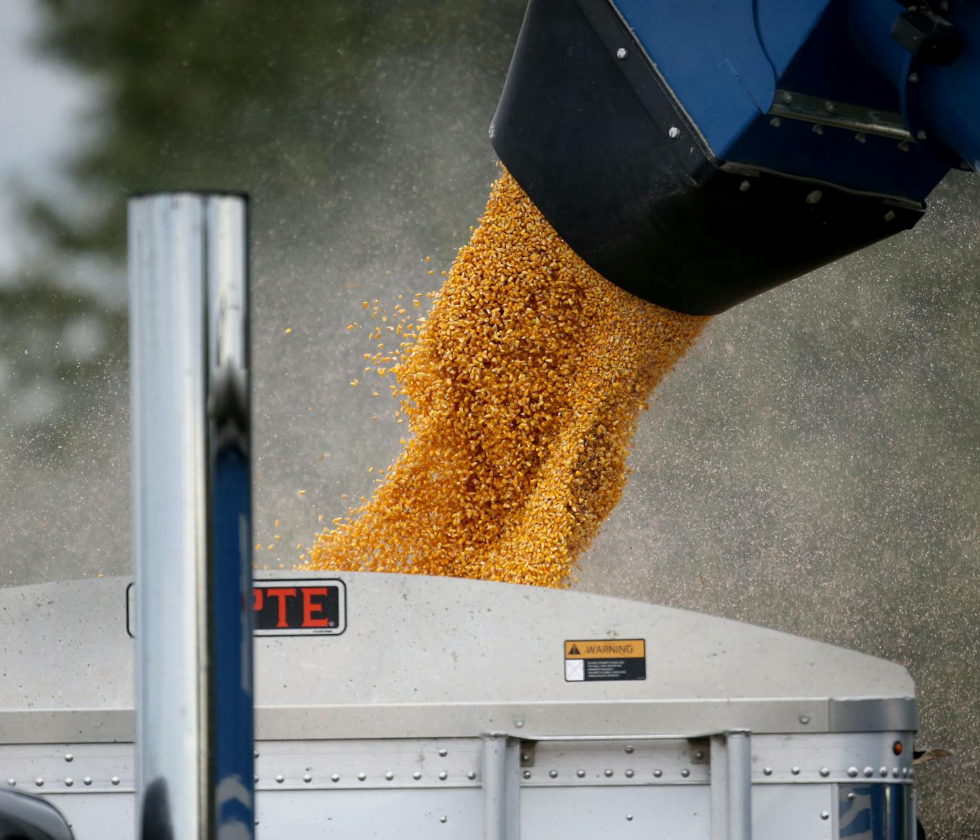 Members of the Peterson family, who operate Far-Gaze Farms, worked harvesting corn on one of their fields, this one 142 acres, Friday, Oct. 9, 2015,near Northfield, MN.](DAVID JOLES/STARTRIBUNE)djoles@startribune.com Crop estimates to be released Friday may show that Minnesota corn and soybean farmers are forecast to produce record crops in 2015, due largely to early planting and adequate summer rain. The healthy crops won't necessarily make farmers rich, since crop prices remain stubbornly low.