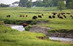 Livestock graze along the Chanarambie Creek in the city limits of Edgerton, Minn.