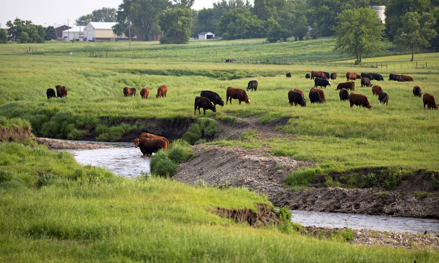 Livestock graze along the Chanarambie Creek in the city limits of Edgerton, Minn.