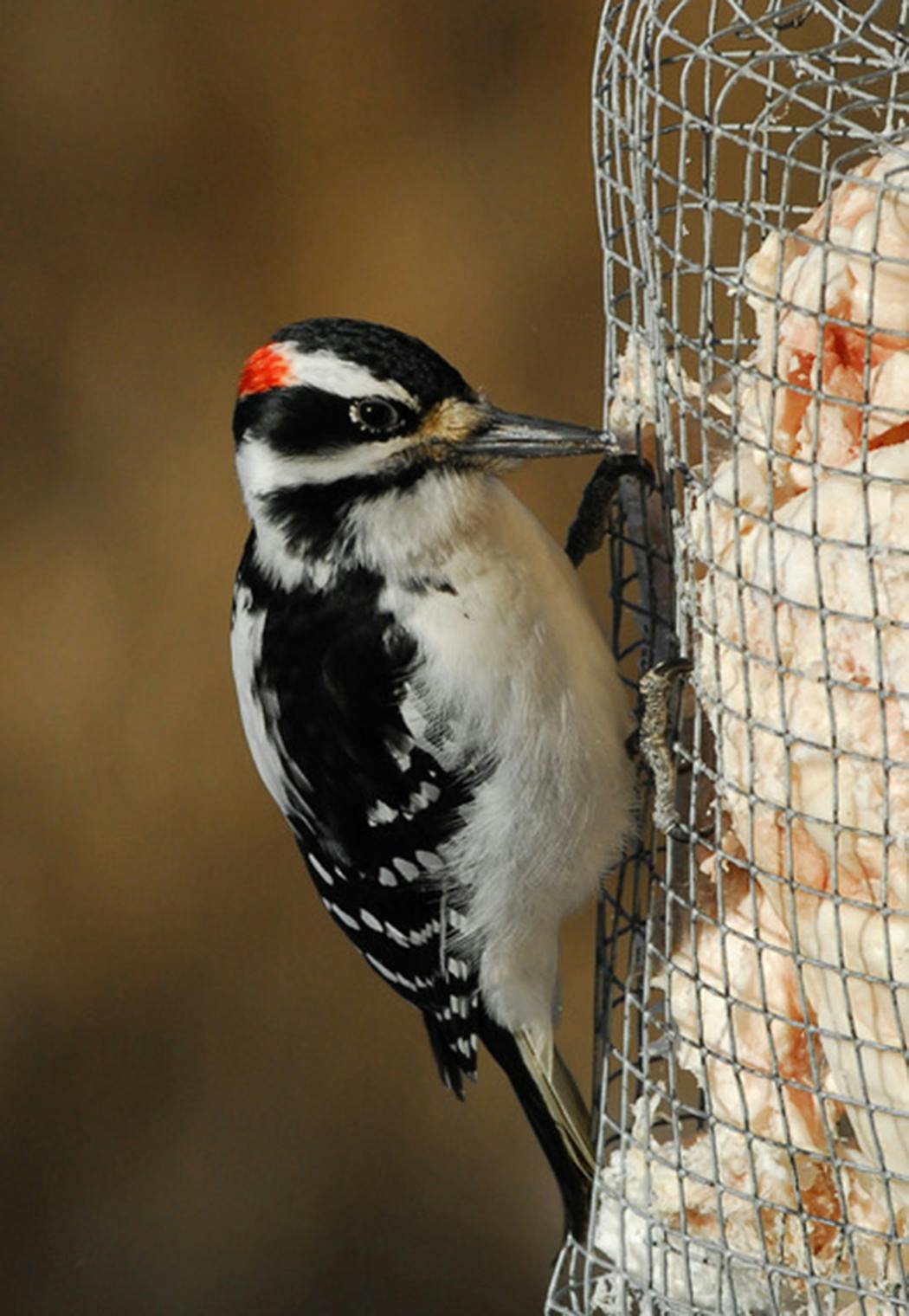 A hairy woodpeckers relishes suet.
