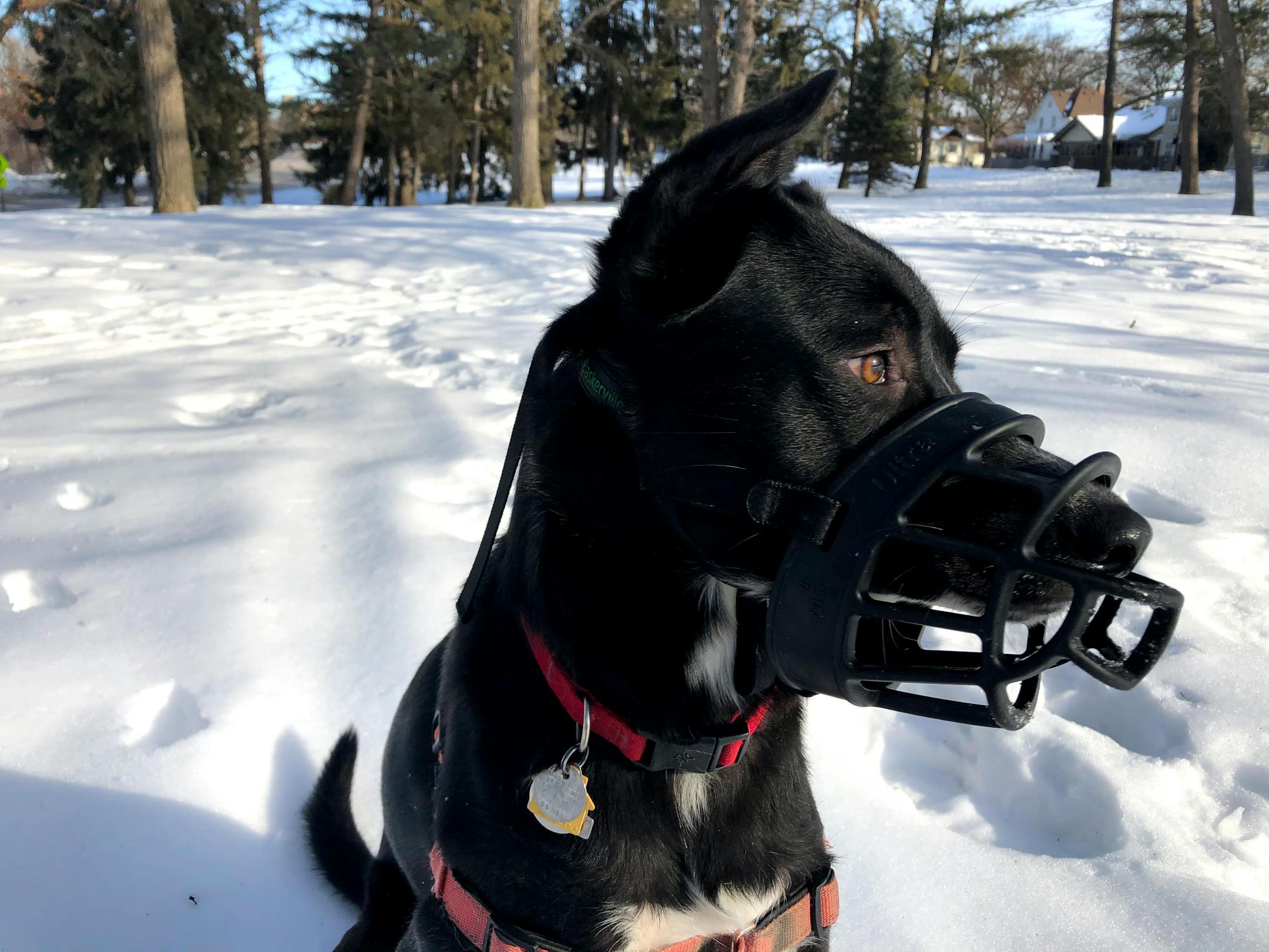 The muzzle is not supposed to fit tightly around the dog's chin; there should be room for the dog to open its mouth and pant.