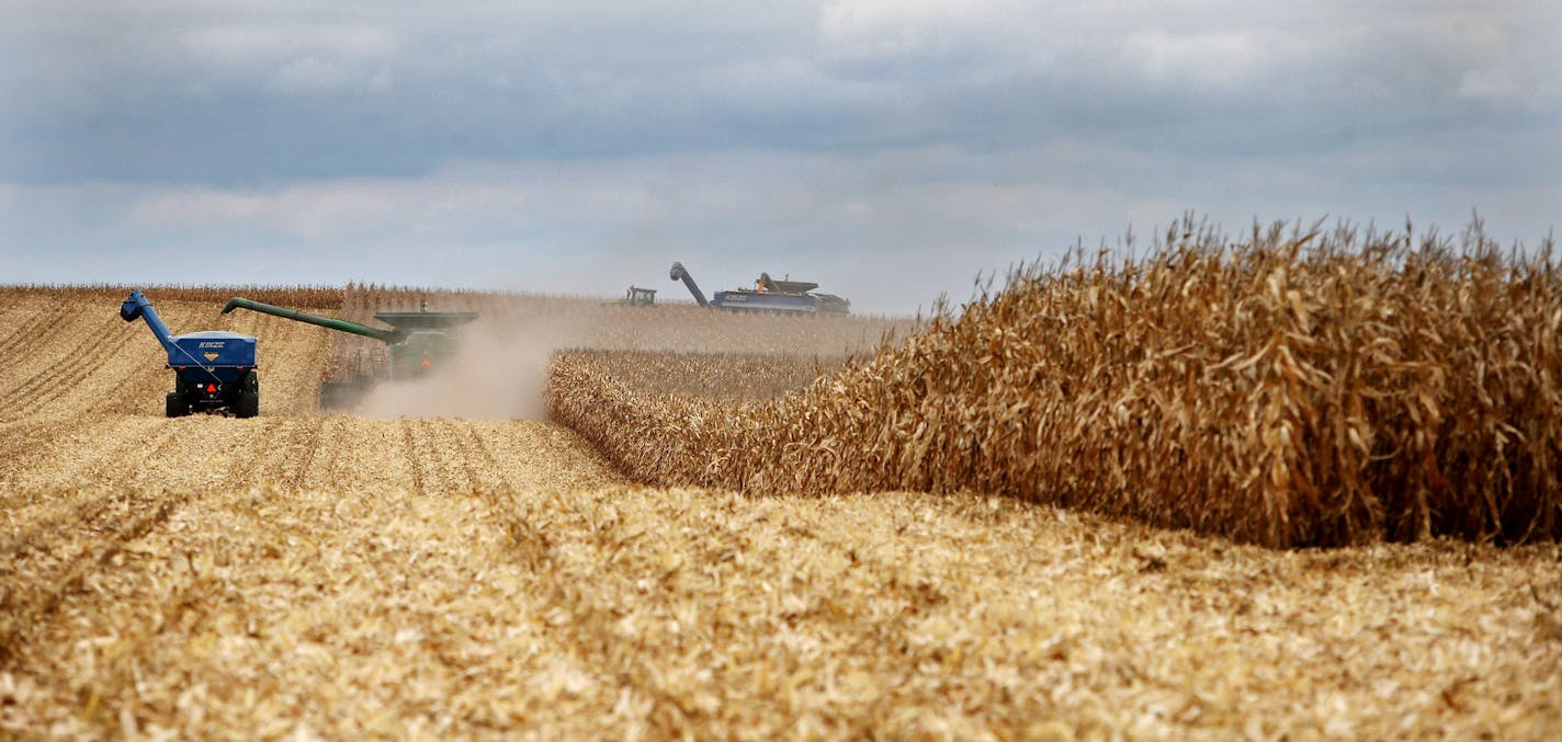 Members of the Peterson family, who operate Far-Gaze Farms, worked harvesting corn on one of their fields, this one 142 acres, Friday, Oct. 9, 2015,near Northfield, MN.](DAVID JOLES/STARTRIBUNE)djoles@startribune.com Crop estimates to be released Friday may show that Minnesota corn and soybean farmers are forecast to produce record crops in 2015, due largely to early planting and adequate summer rain. The healthy crops won't necessarily make farmers rich, since crop prices remain stubbornly low.