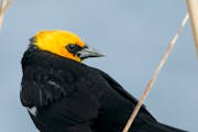 A yellow-headed blackbird looks gorgeous to us, and probably even better to others of his kind.Jim Williams photo