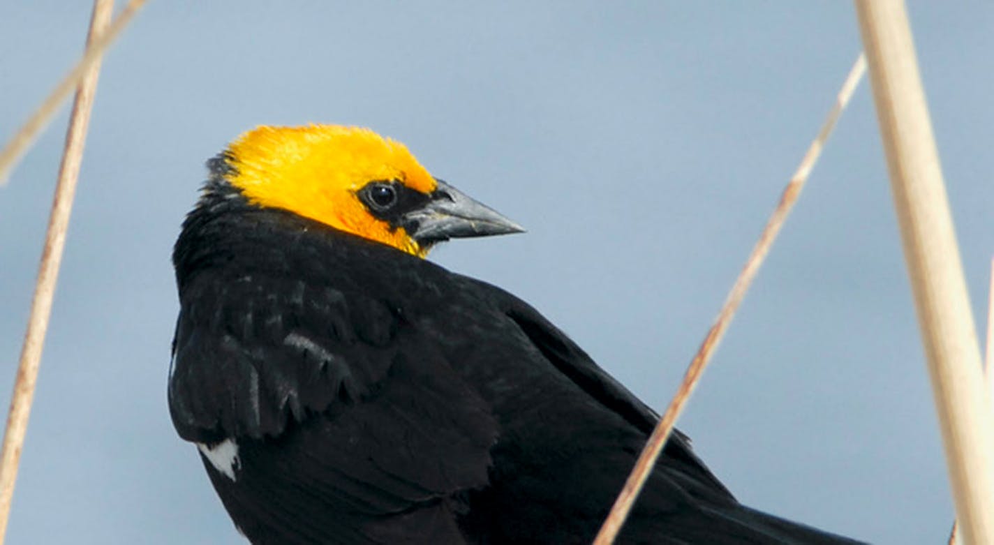 A yellow-headed blackbird looks gorgeous to us, and probably even better to others of his kind.Jim Williams photo