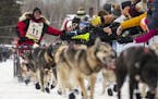 Laura Neese high-fived spectators near the starting line as she took off on the John Beargrease sled dog marathon from Billy's Bar in Duluth on Sunday