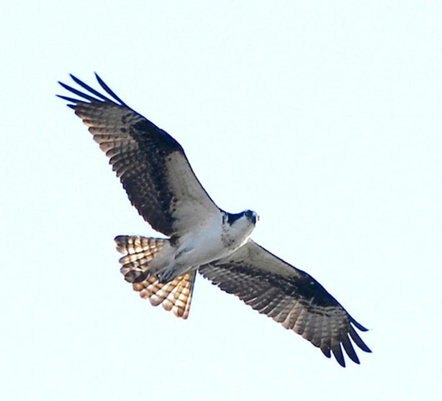 An osprey in flight, seen from below.