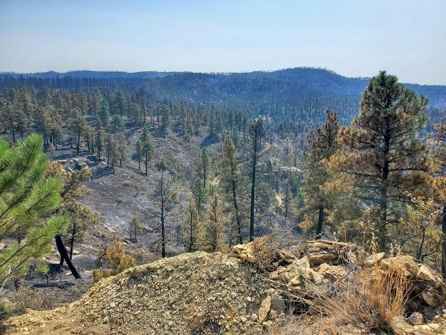 Ponderosa pines and grasslands burned in a wildfire in Montana near the city of Roundup.