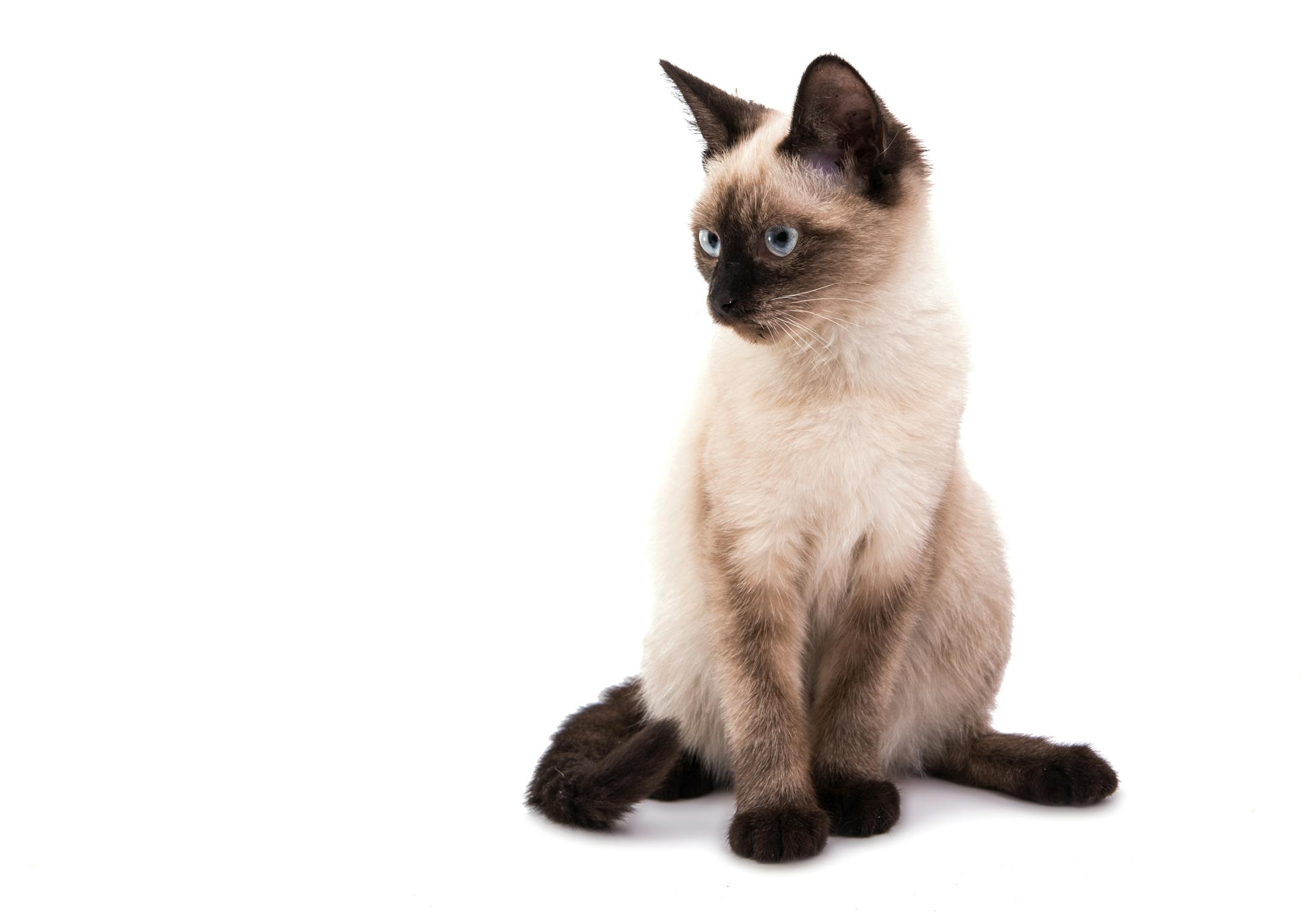 Siamese kitten on a white background