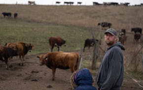 Olaf Haugen, and his daughter Minnie 6, do their morning chores on the Springside Farm on Monday in Canton. Olaf grew up on the farm and has concerns 