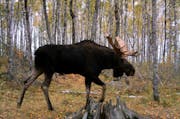 This photo of a bull moose was captured by a trail camera.