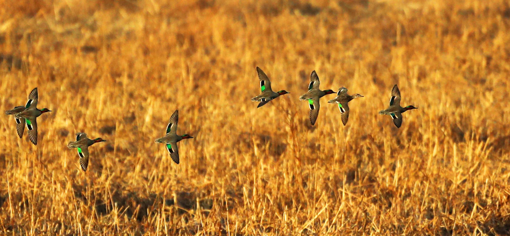 Signs of spring abound on Long Meadow Lake, where a flock of green-winged teal prepare for a landing, seen from the Old Cedar Avenue Bridge, Thursday in Bloomington, MN. ]